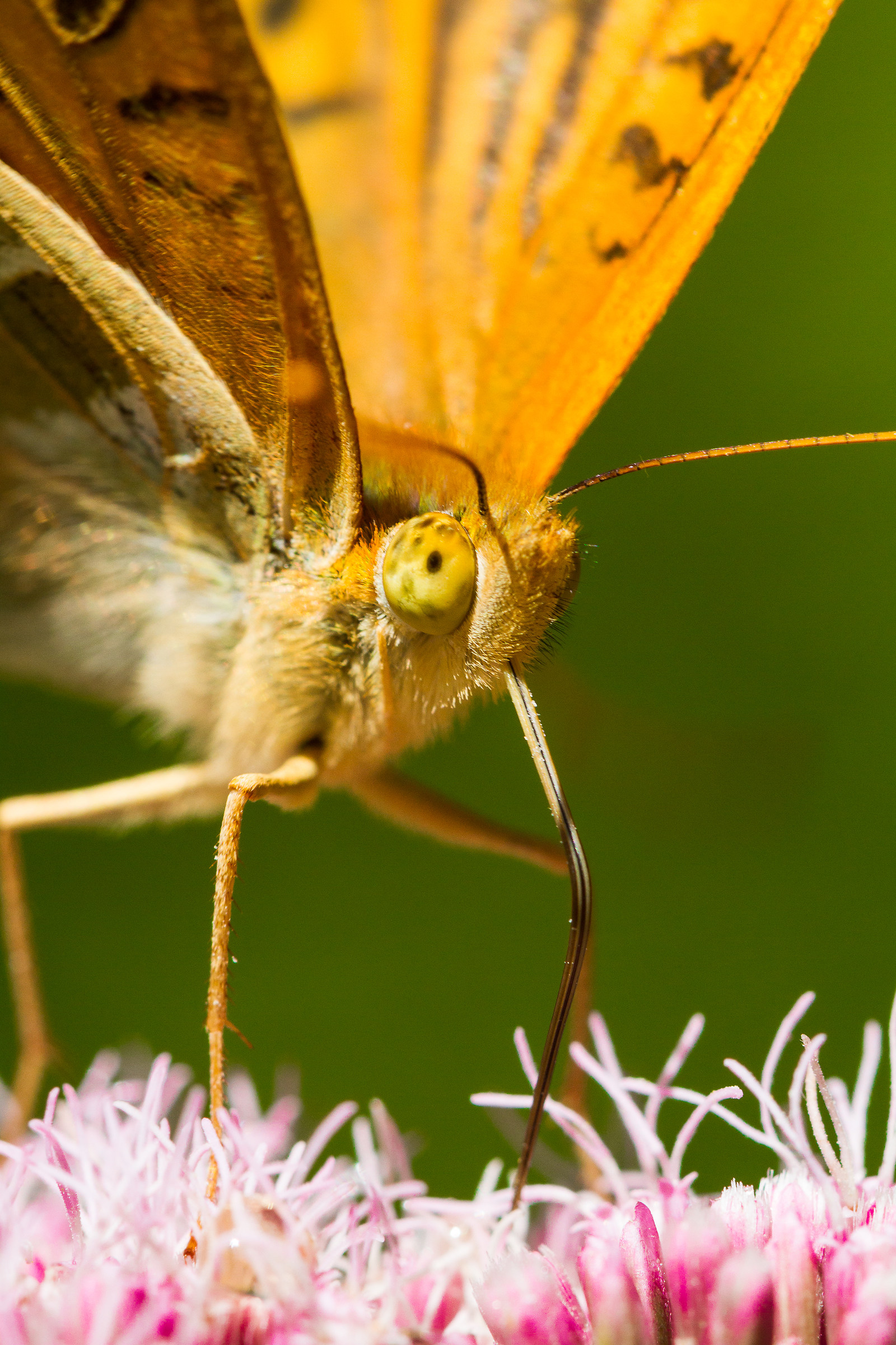 Argynnis paphia