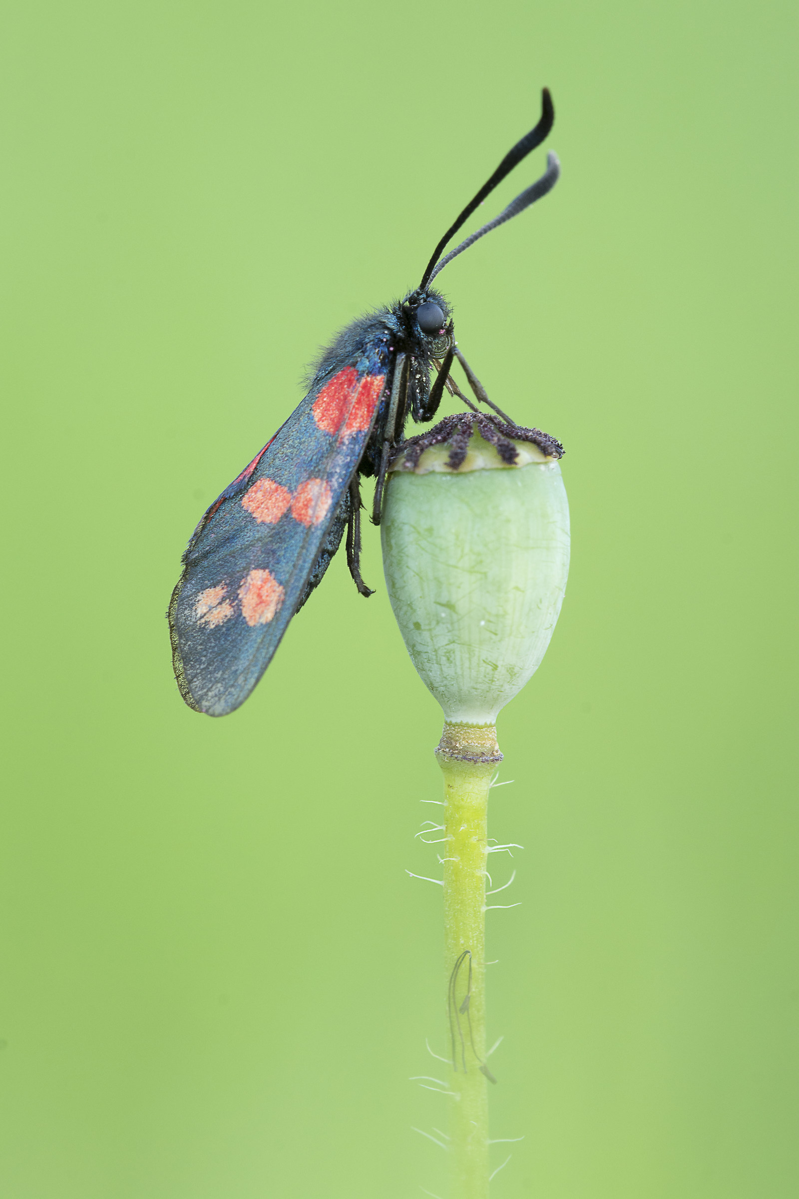 Zygaena sp.