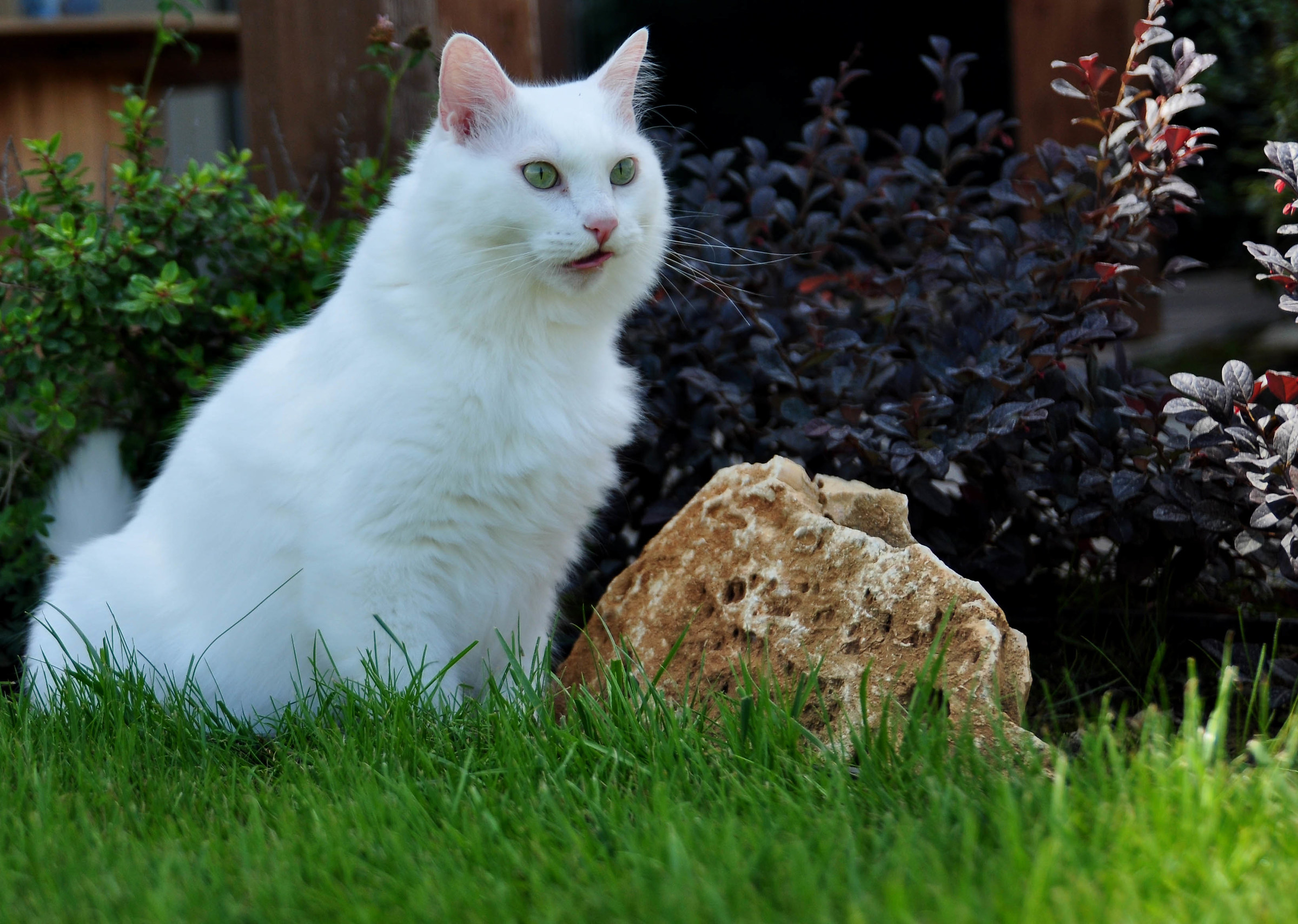 The cat is on the grass