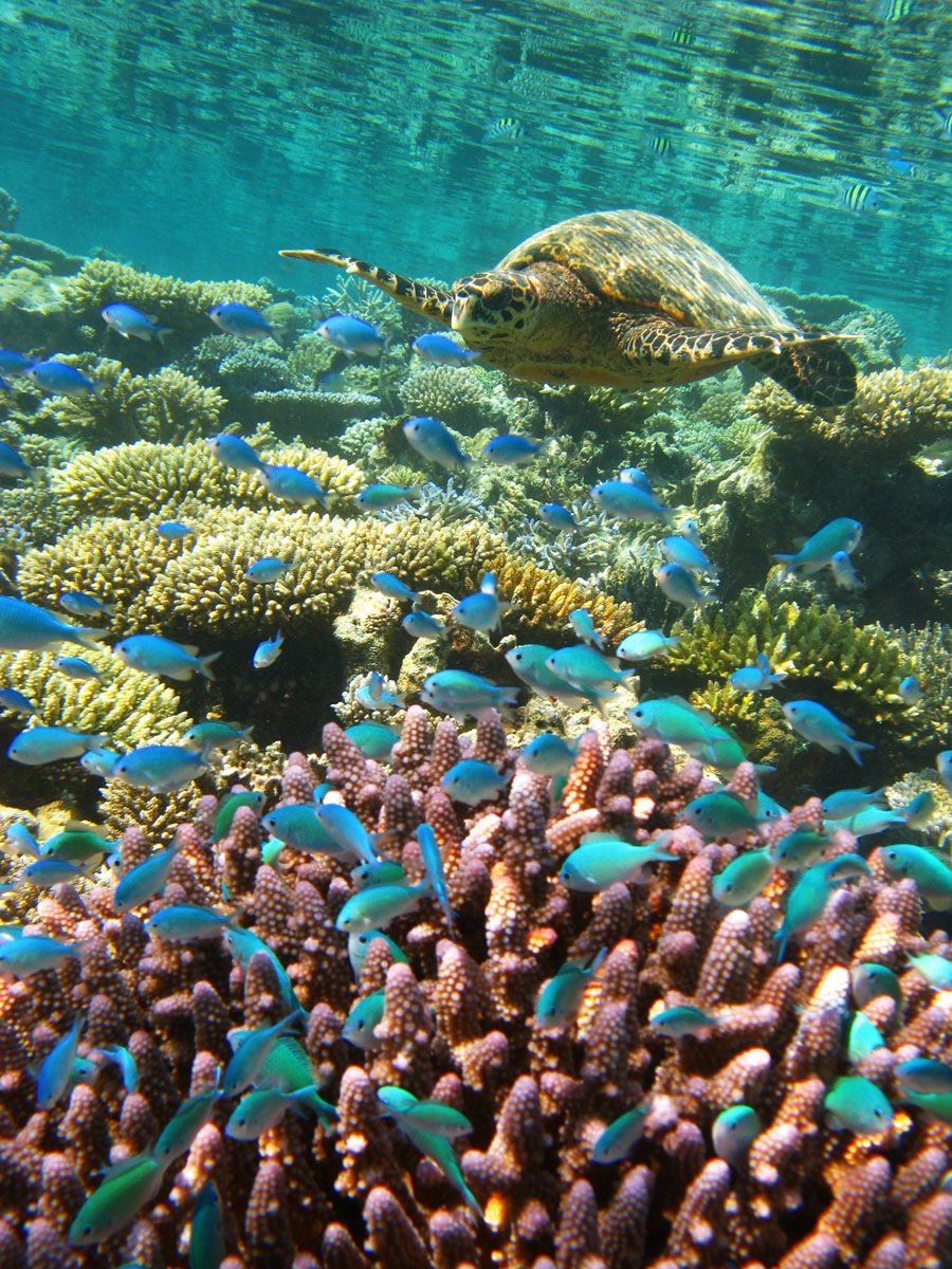 La padrona del reef.