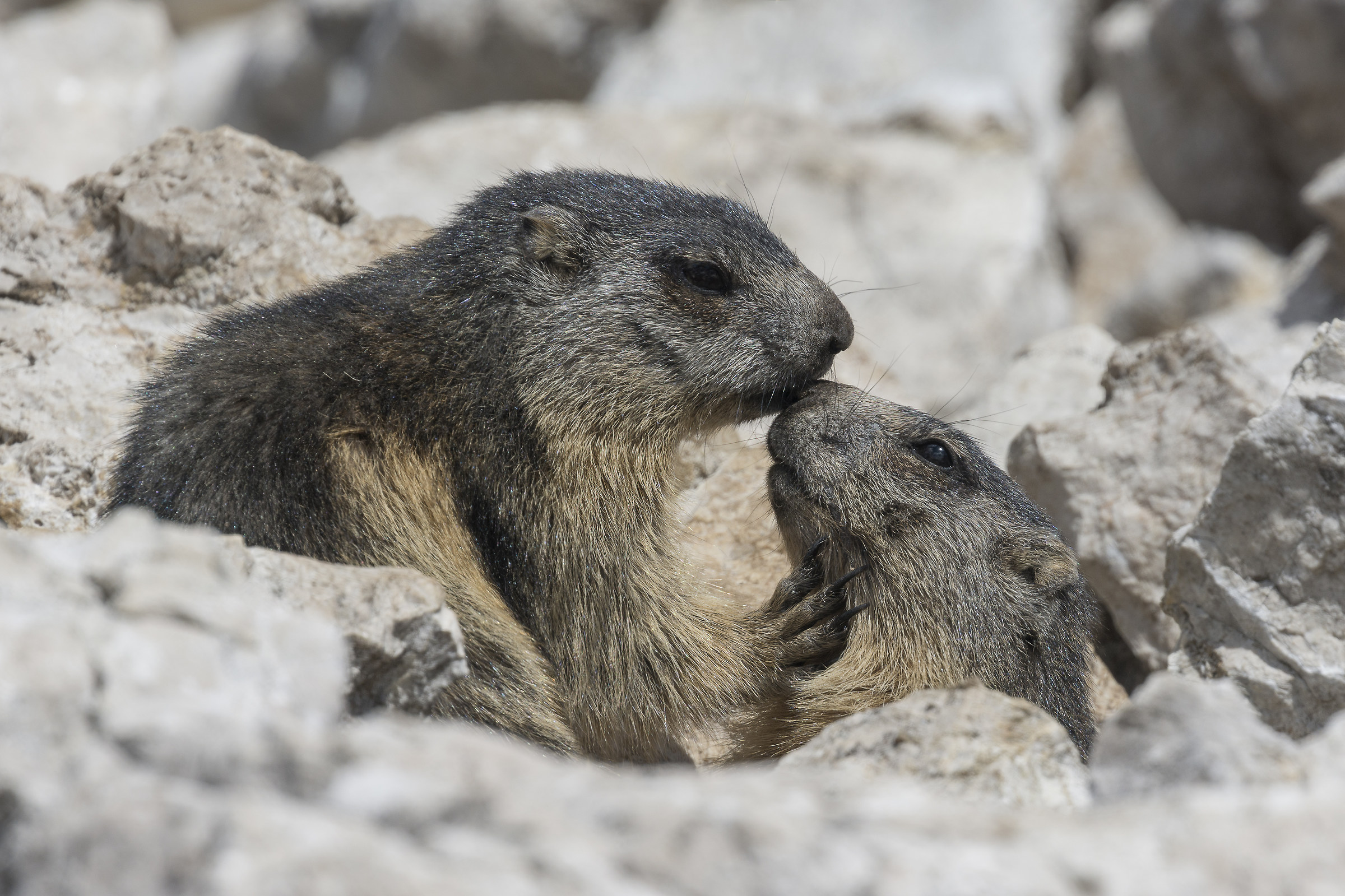 playful marmots
