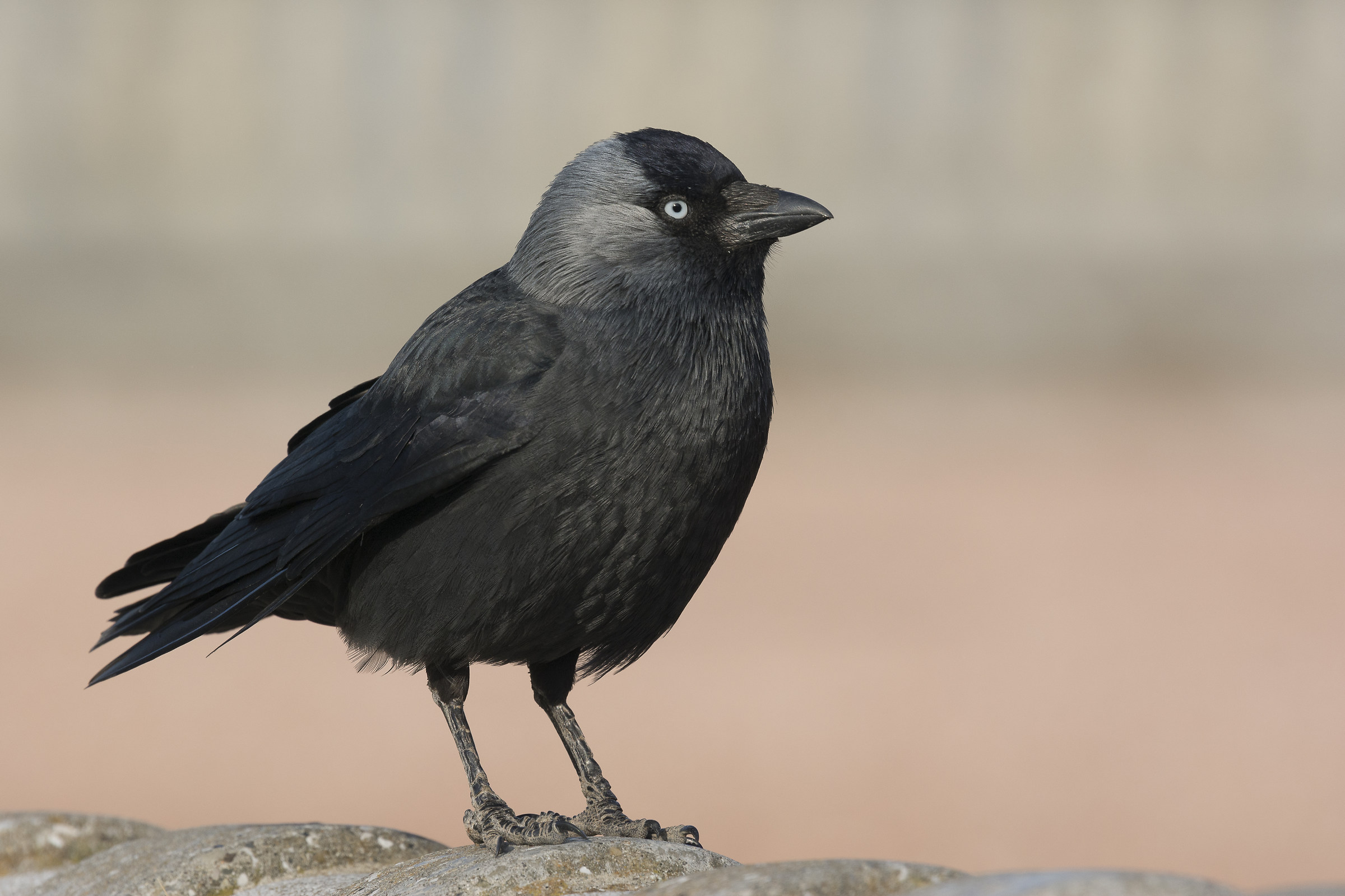 confidant Jackdaw