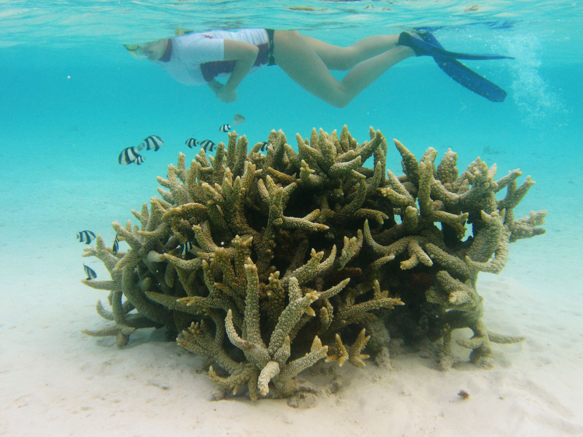 L'interno del reef, Eriyadu, North Male, Maldive.