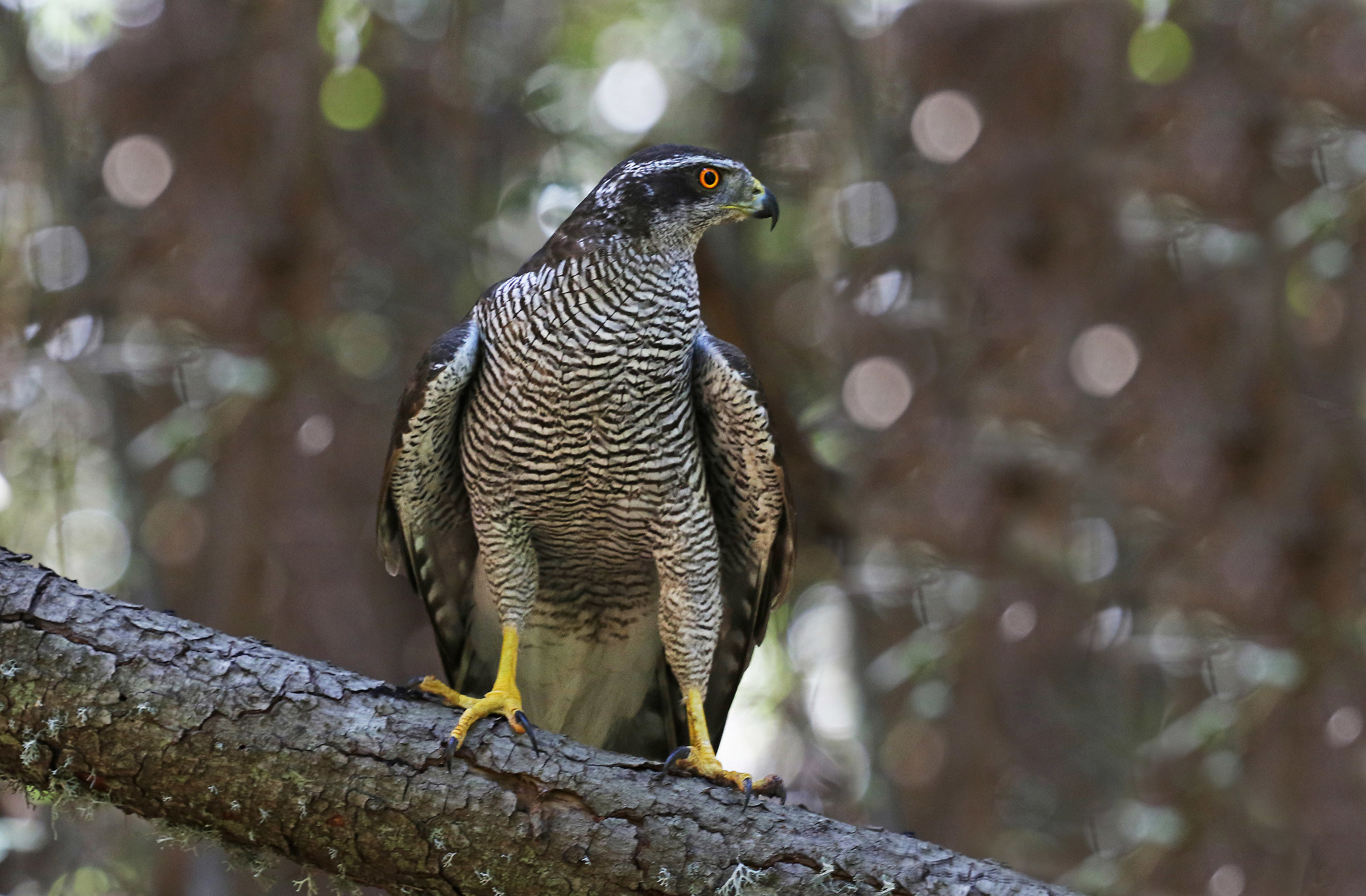 goshawk - goshawk Sardo / Course