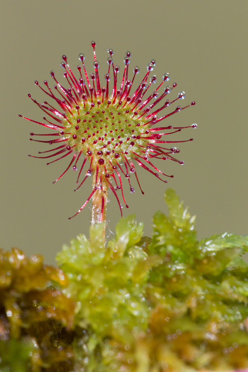 Drosera rotundifolia between clumps of moss ...