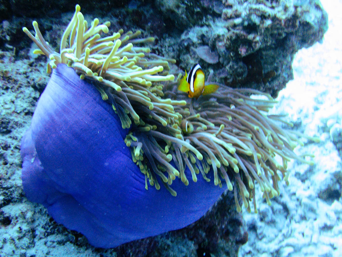 Anemone chiusa e pagliaccio