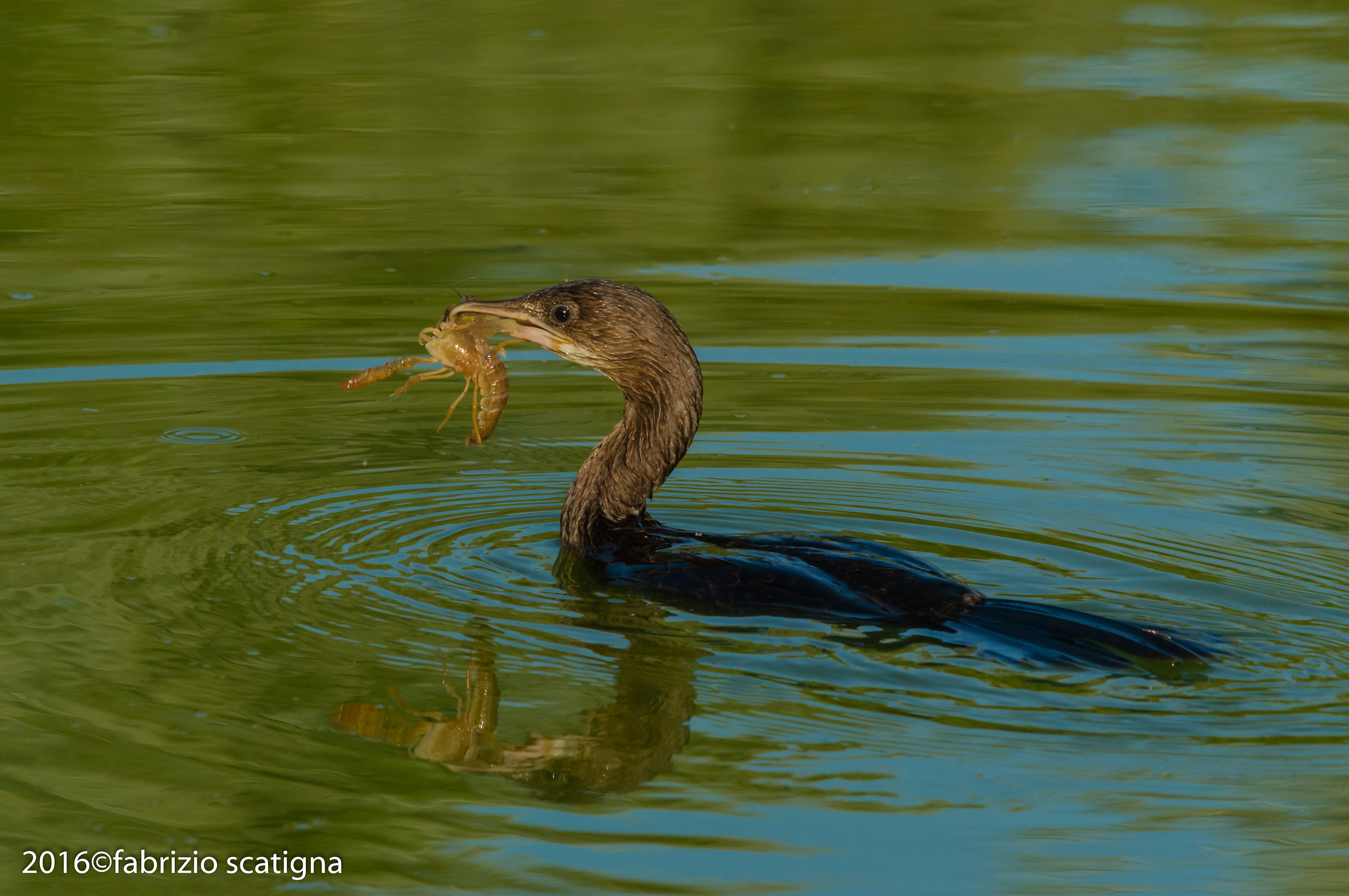 .... Waiting kingfishers