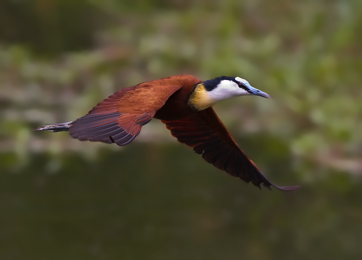 African Jacana