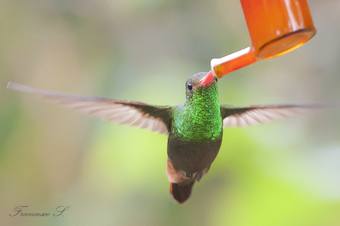 Colibrì