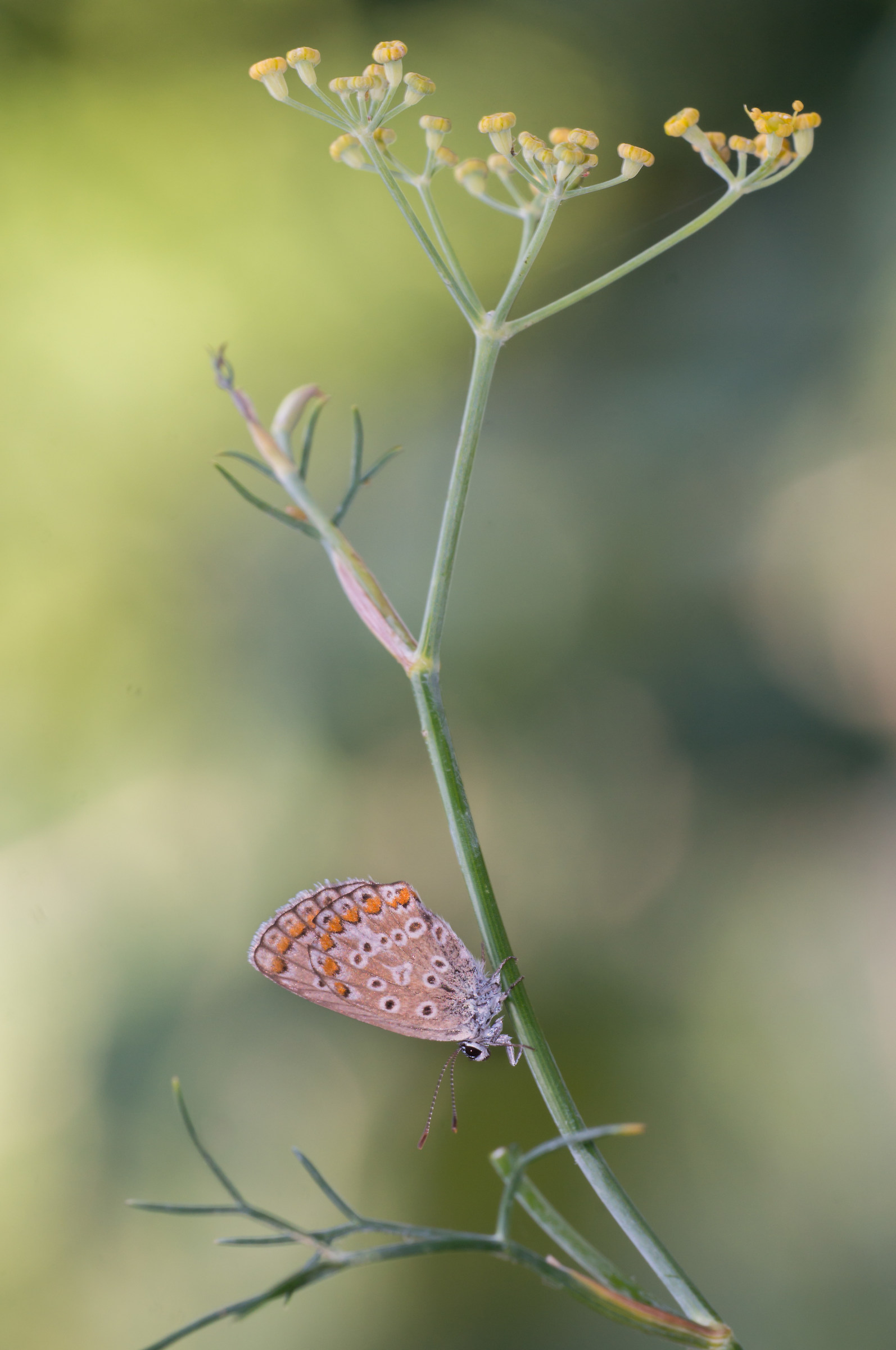 The Polly after the storm