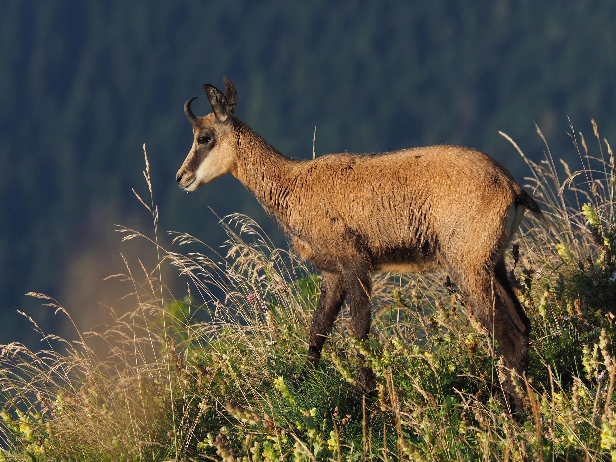 Camoscetto at sunset