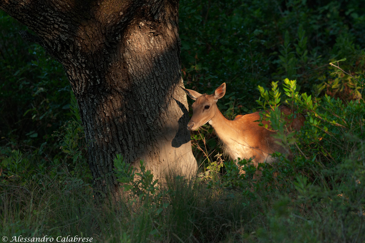 E un daino fece capolino dal bosco...