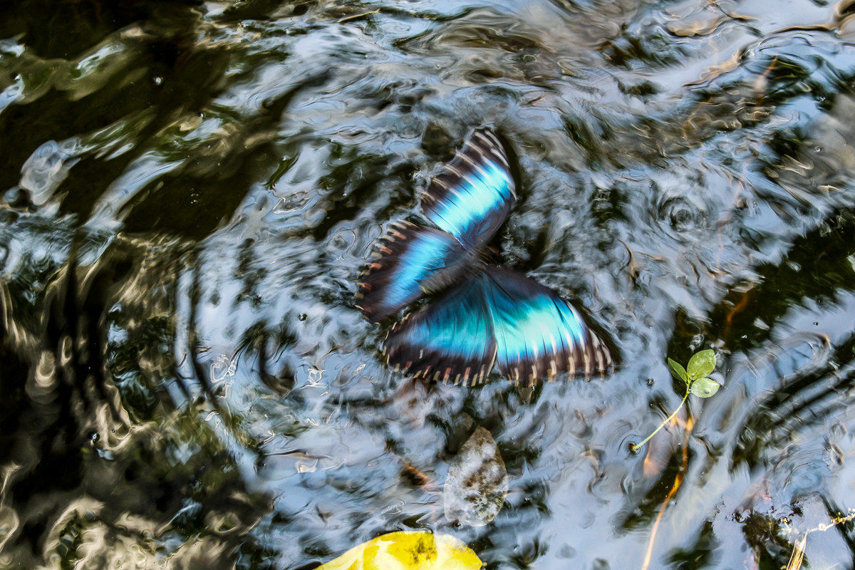 The Butterfly Effect