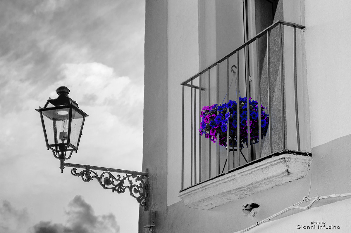 Lampione che corteggia i fiori