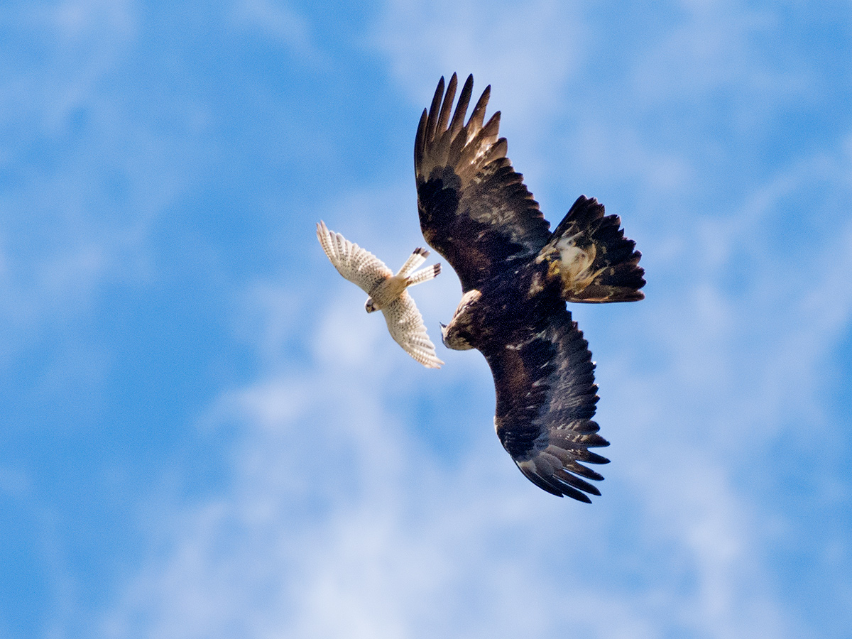 Eagle Golden mobbata from kestrel