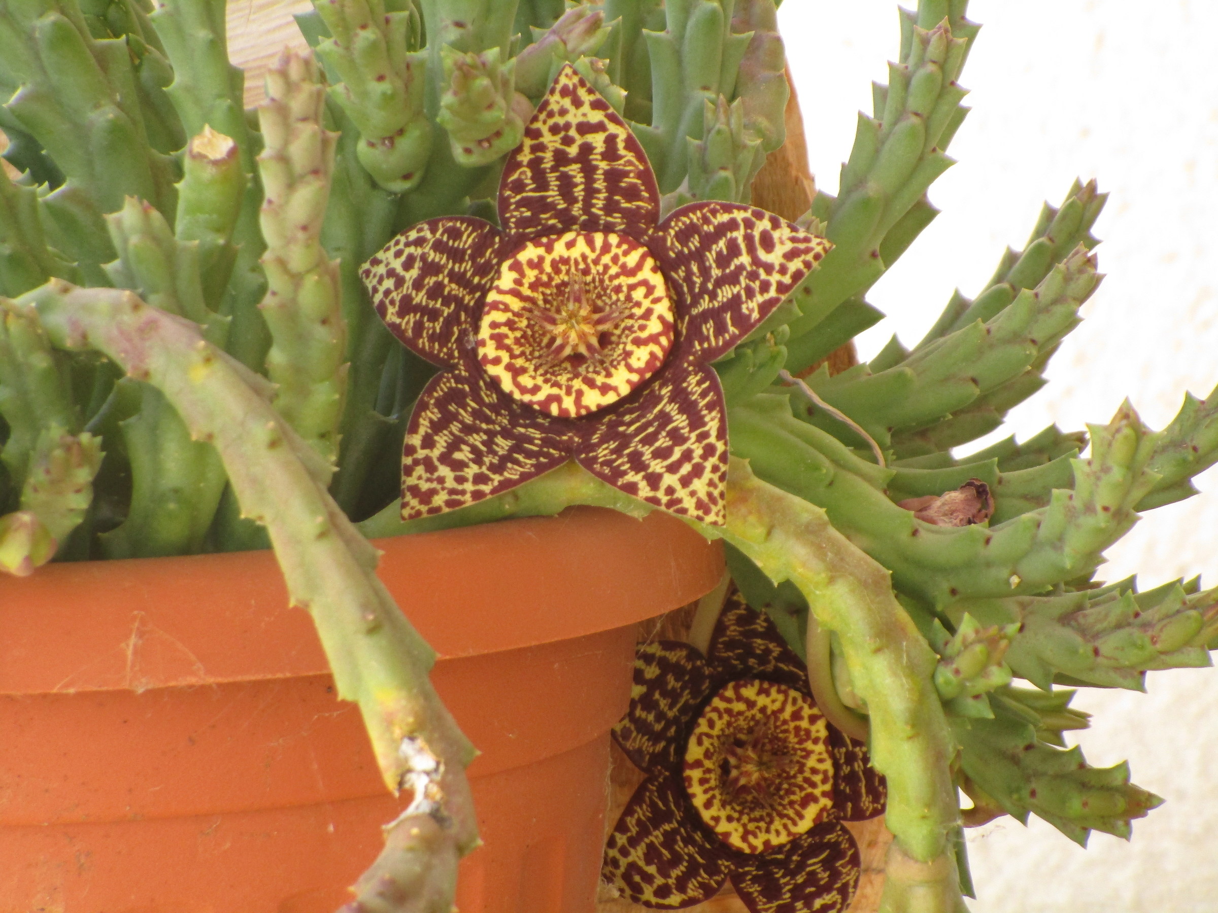 fiori di Stapelia