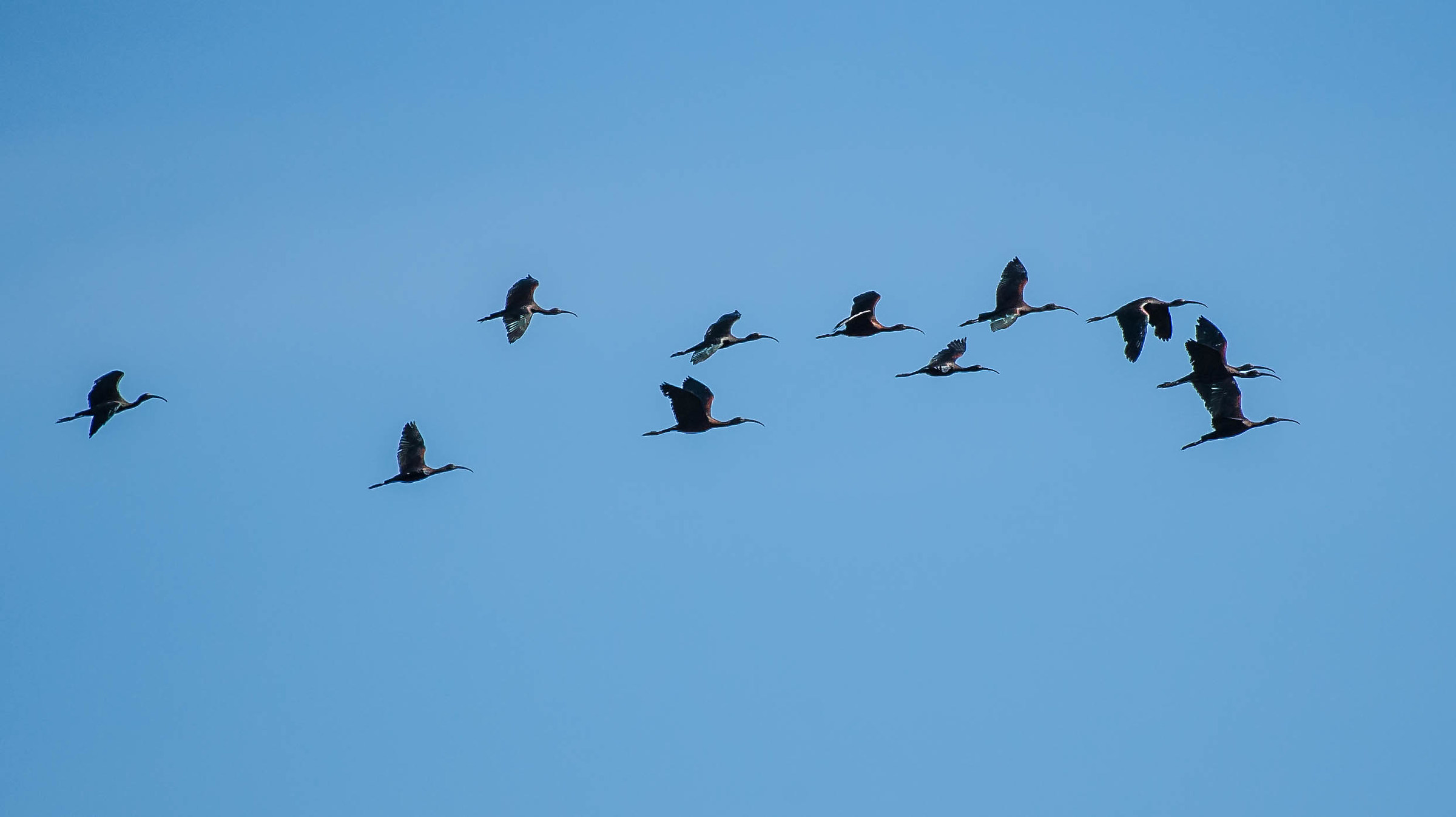 glossy ibis