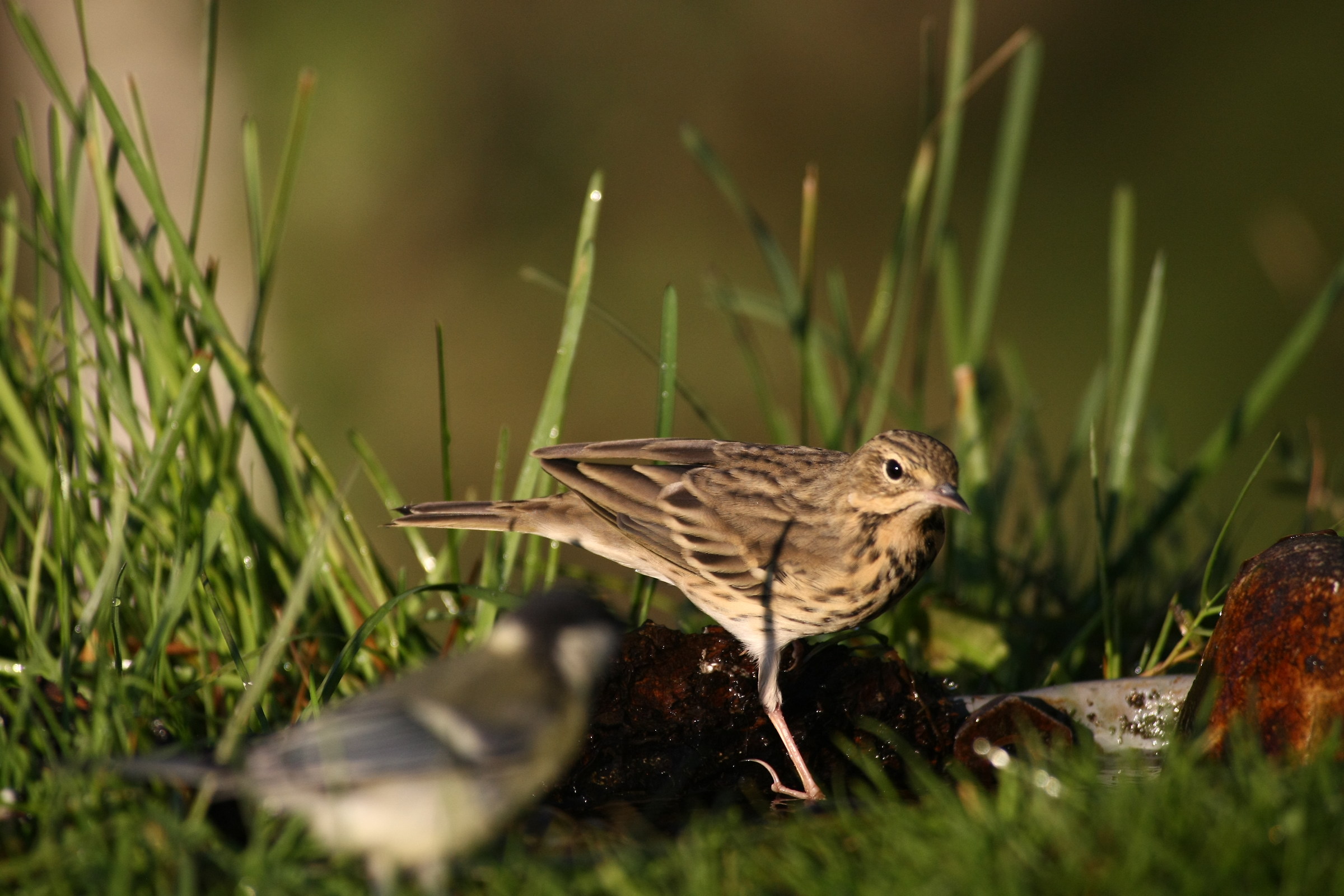 pipit
