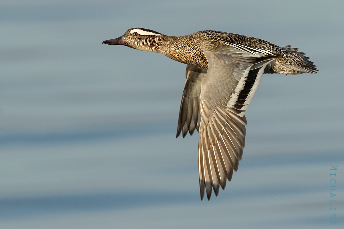 Garganey in flight