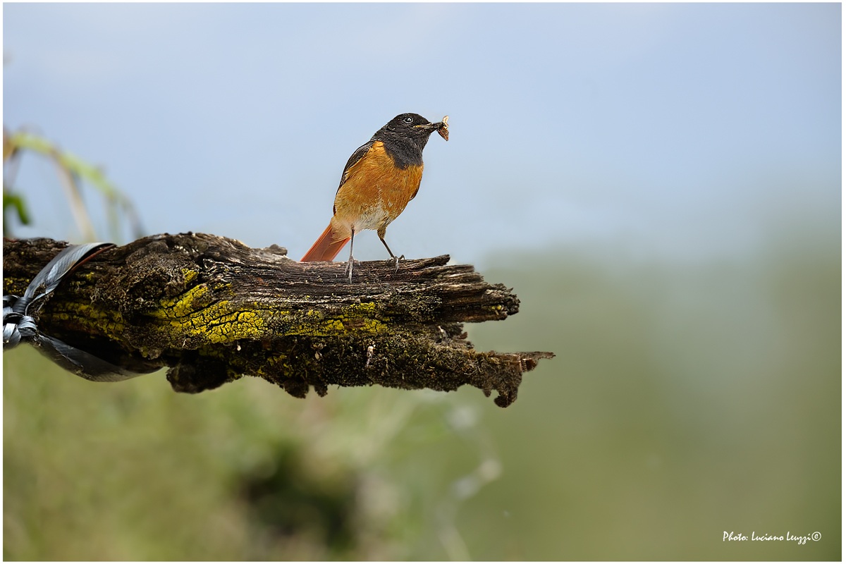 redstart