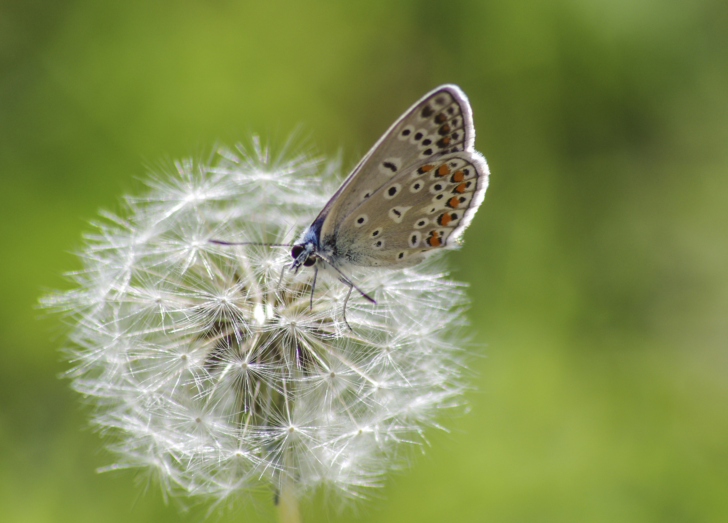 aricia agestis e taraxacum officinalis