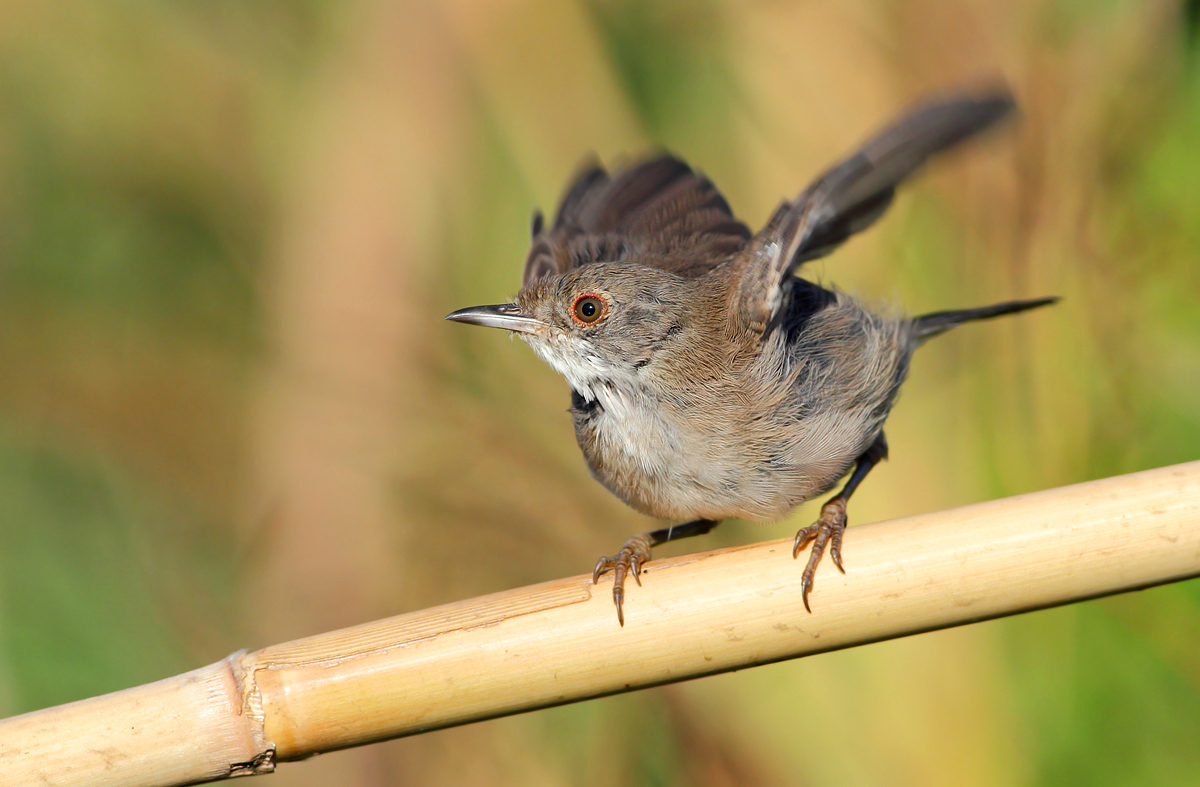 young warbler