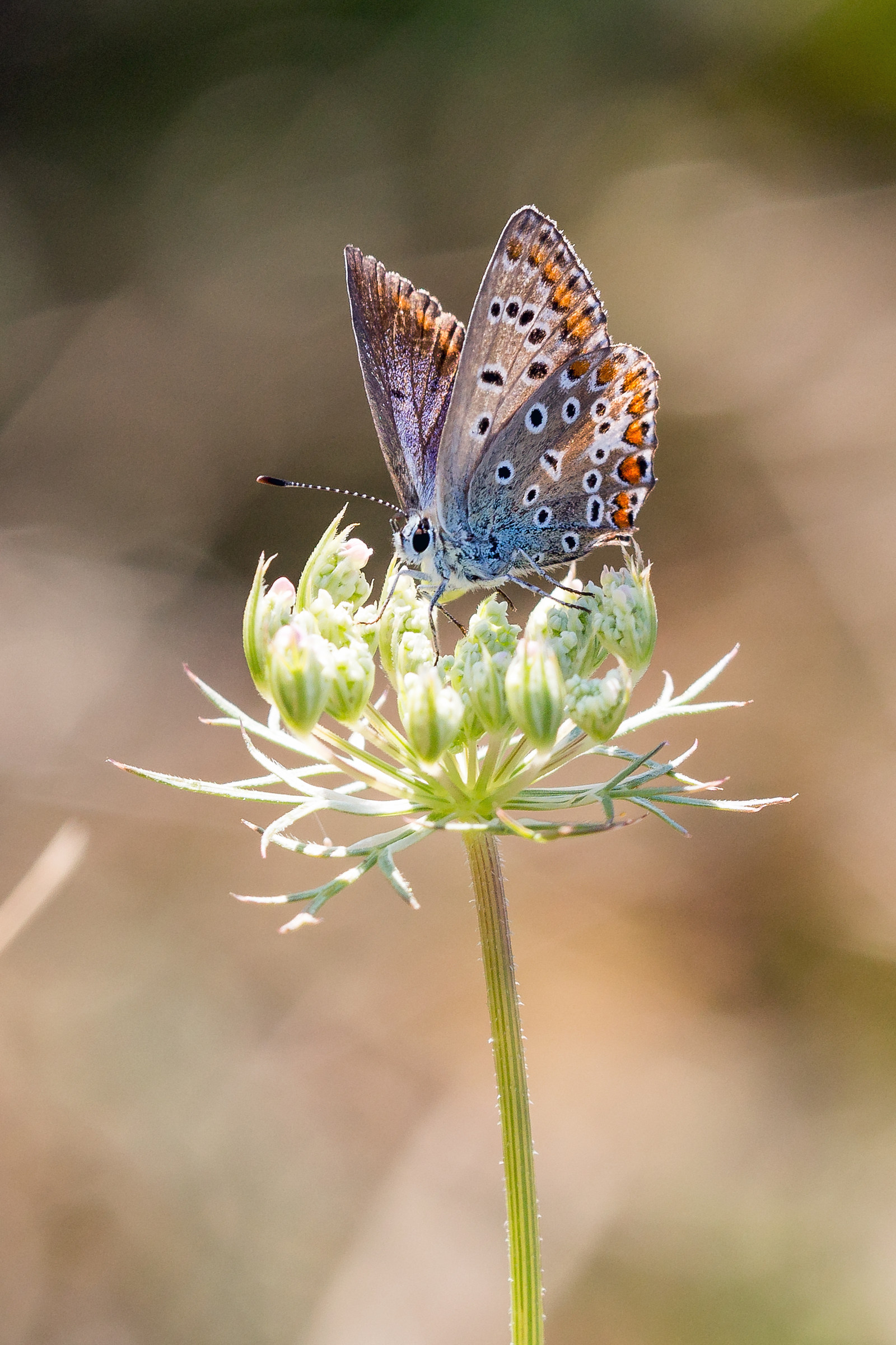 polyommatus icarus