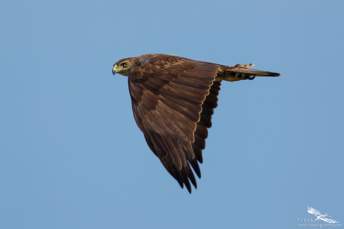 Bonelli's Eagle
