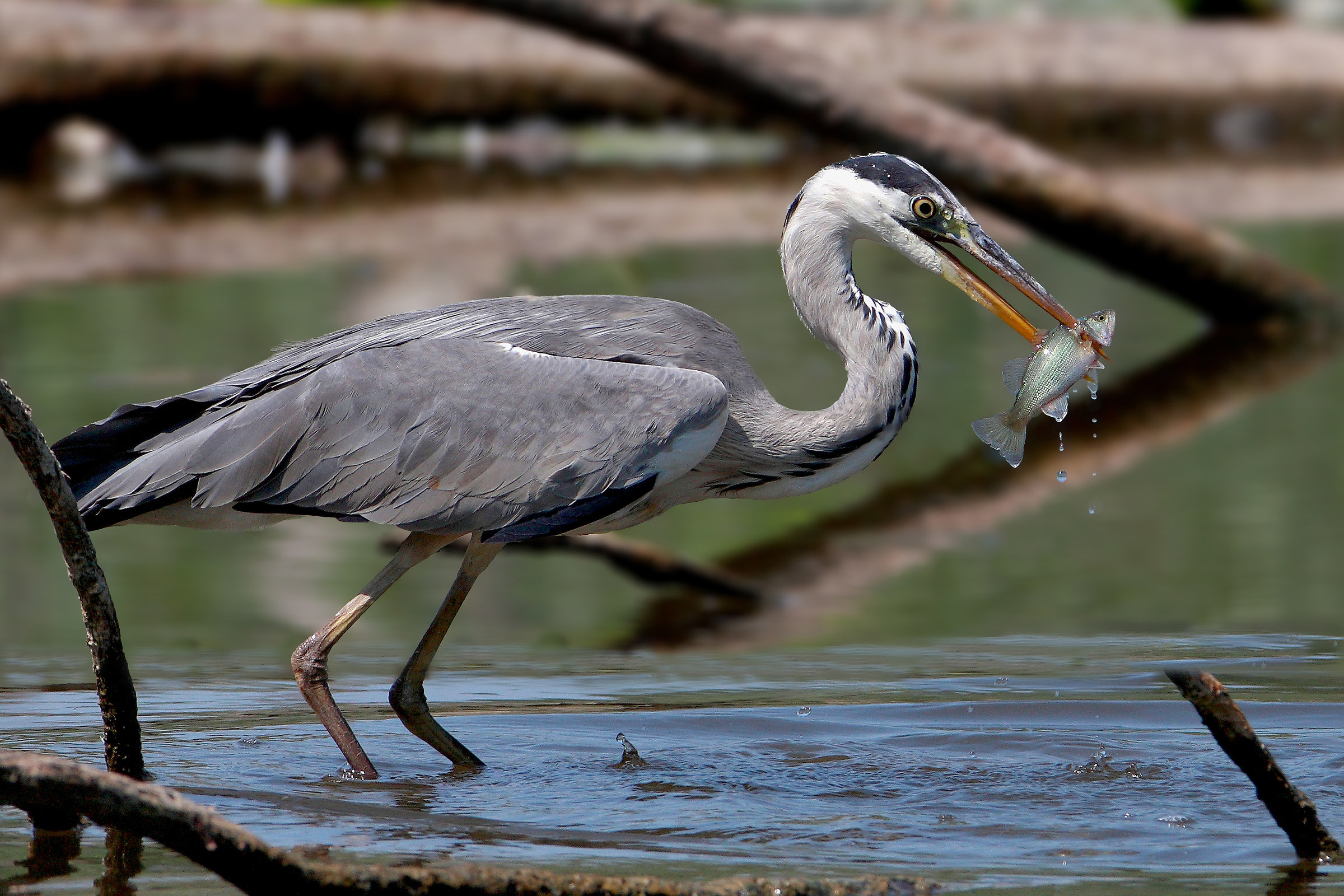 Cenerino paziente e micidiale