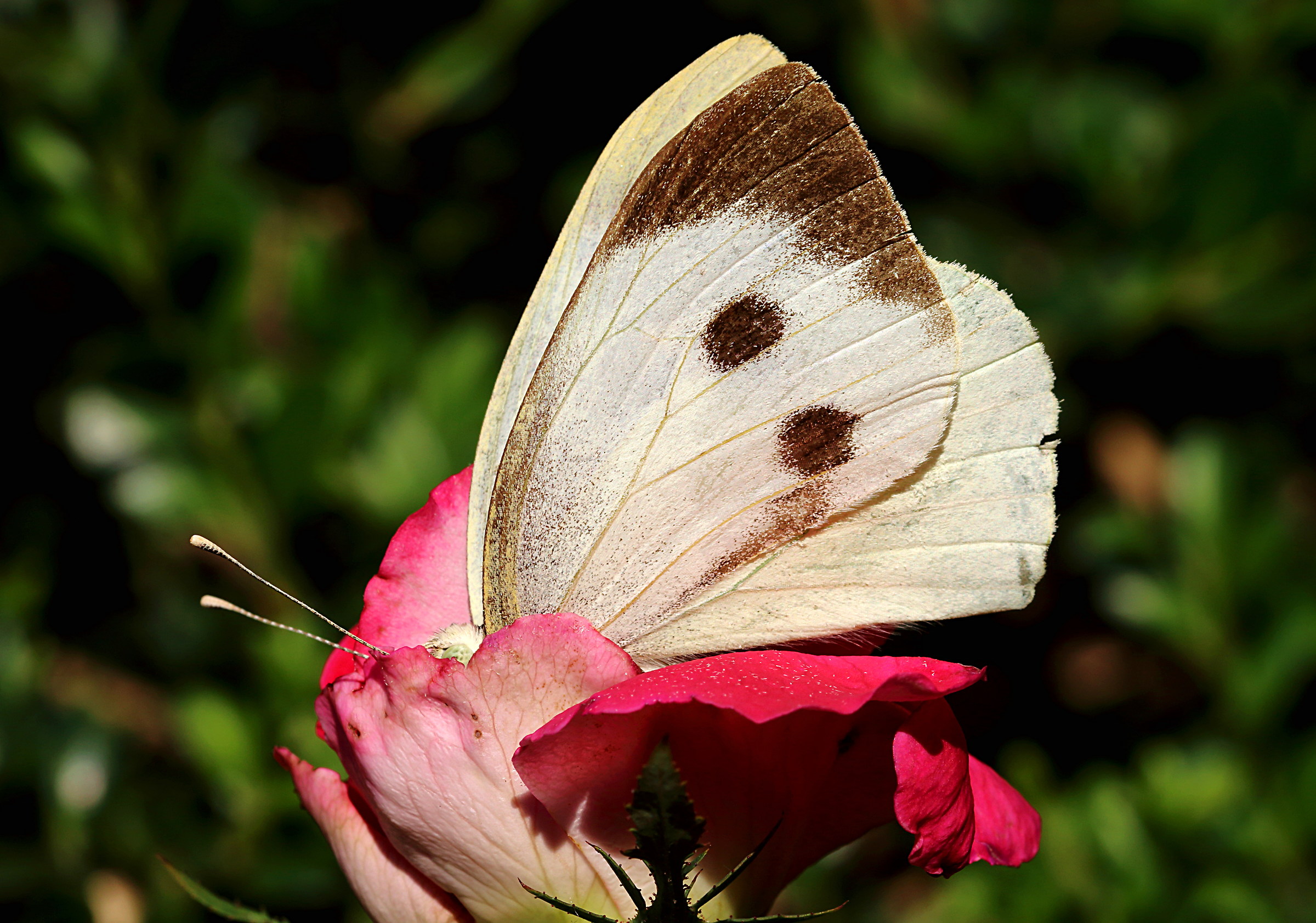 Hide and seek among the roses 2