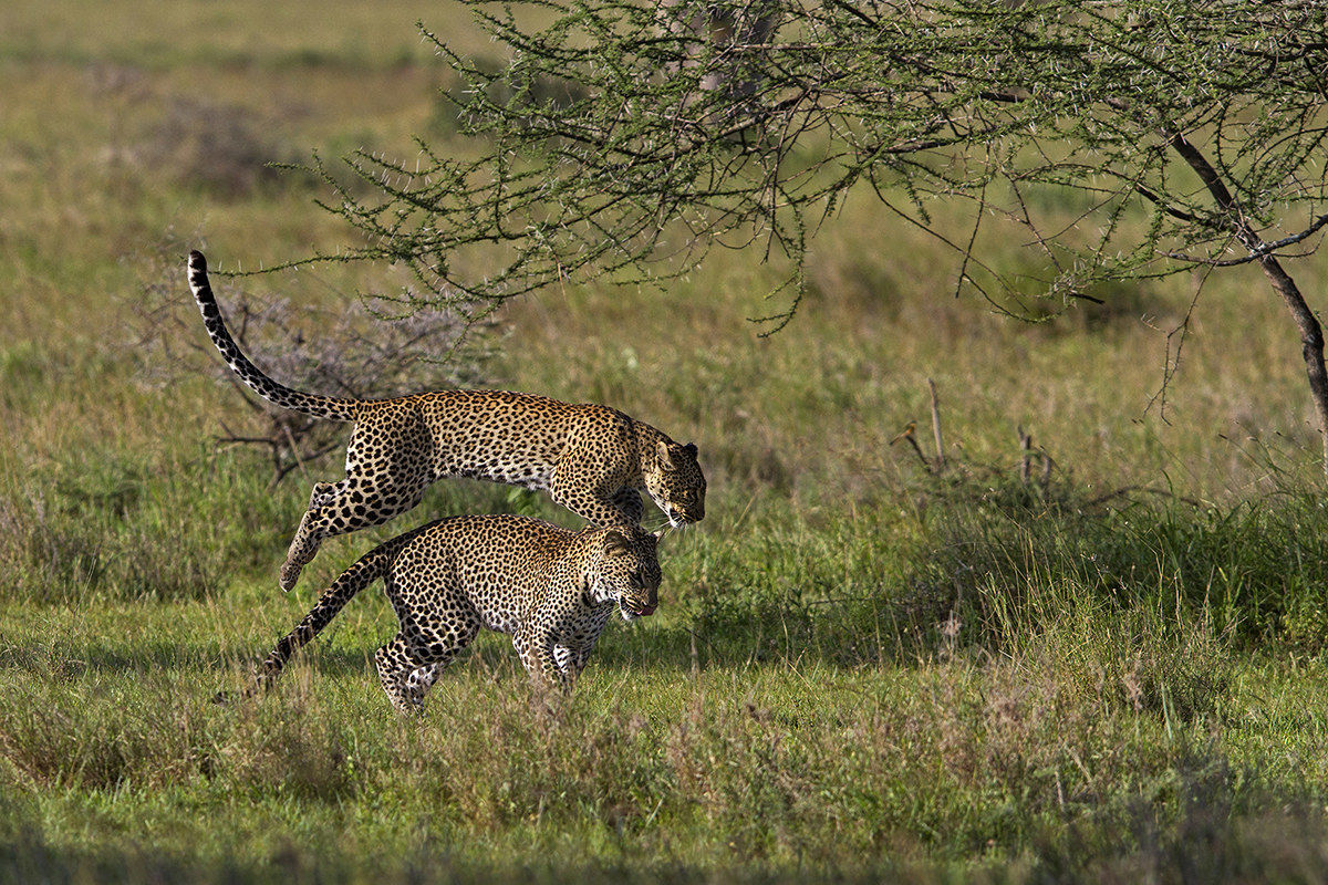 Jump! Il salto della Cavallina....