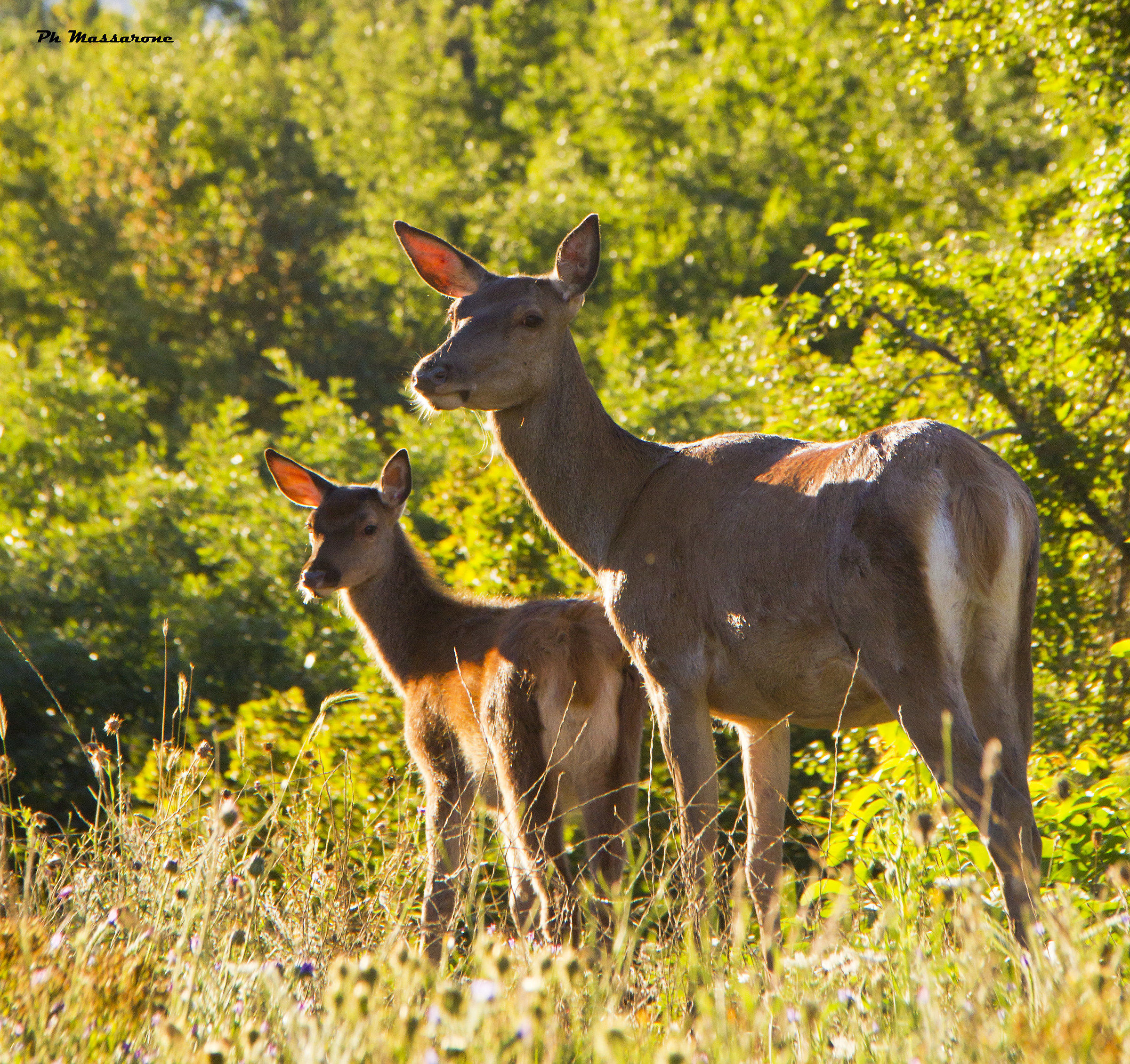 Incontri ravvicinati a Civitella Alfedena