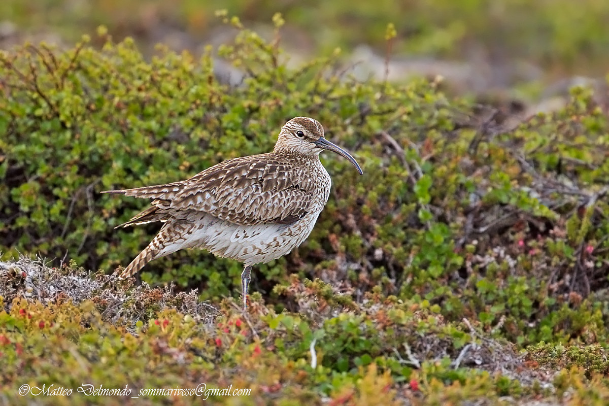 Whimbrel