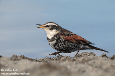 Turdus eunomus