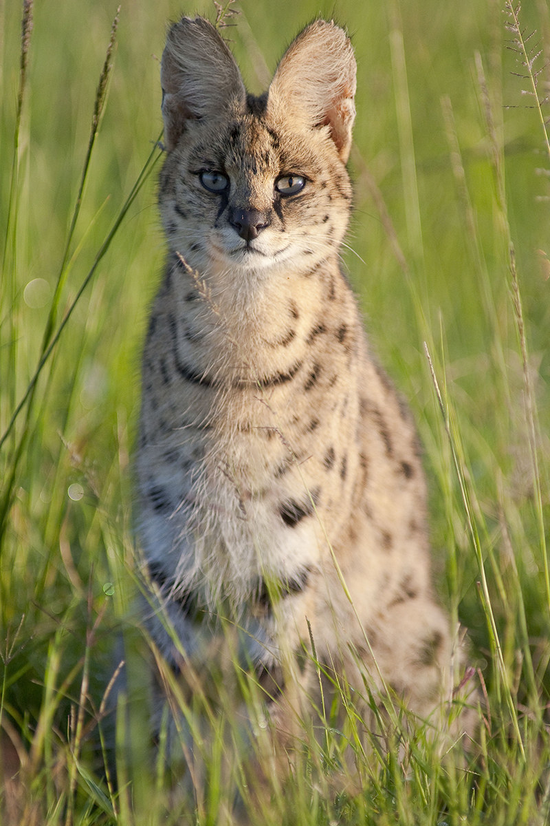 ritratto Serval