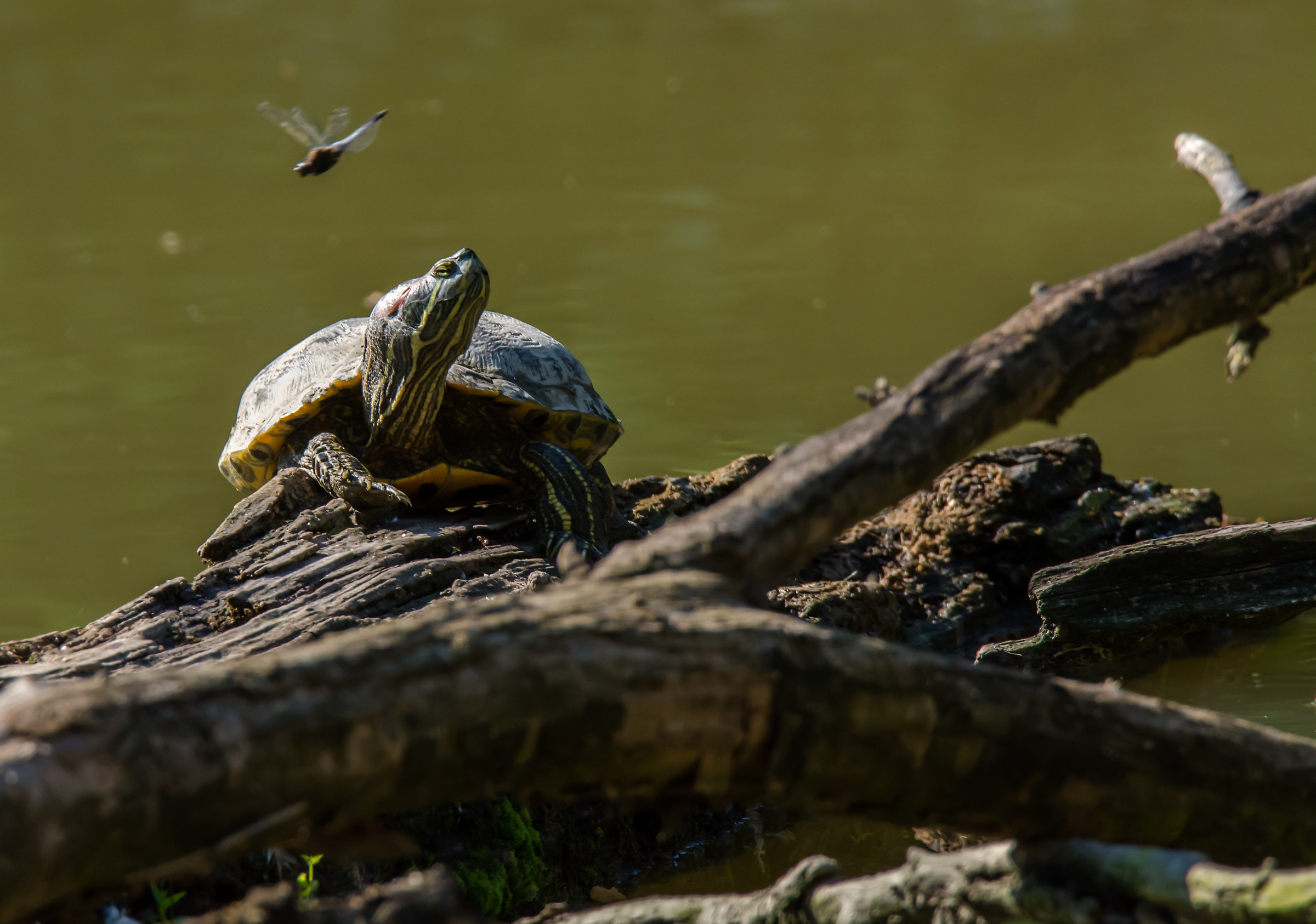 close encounters of some kind