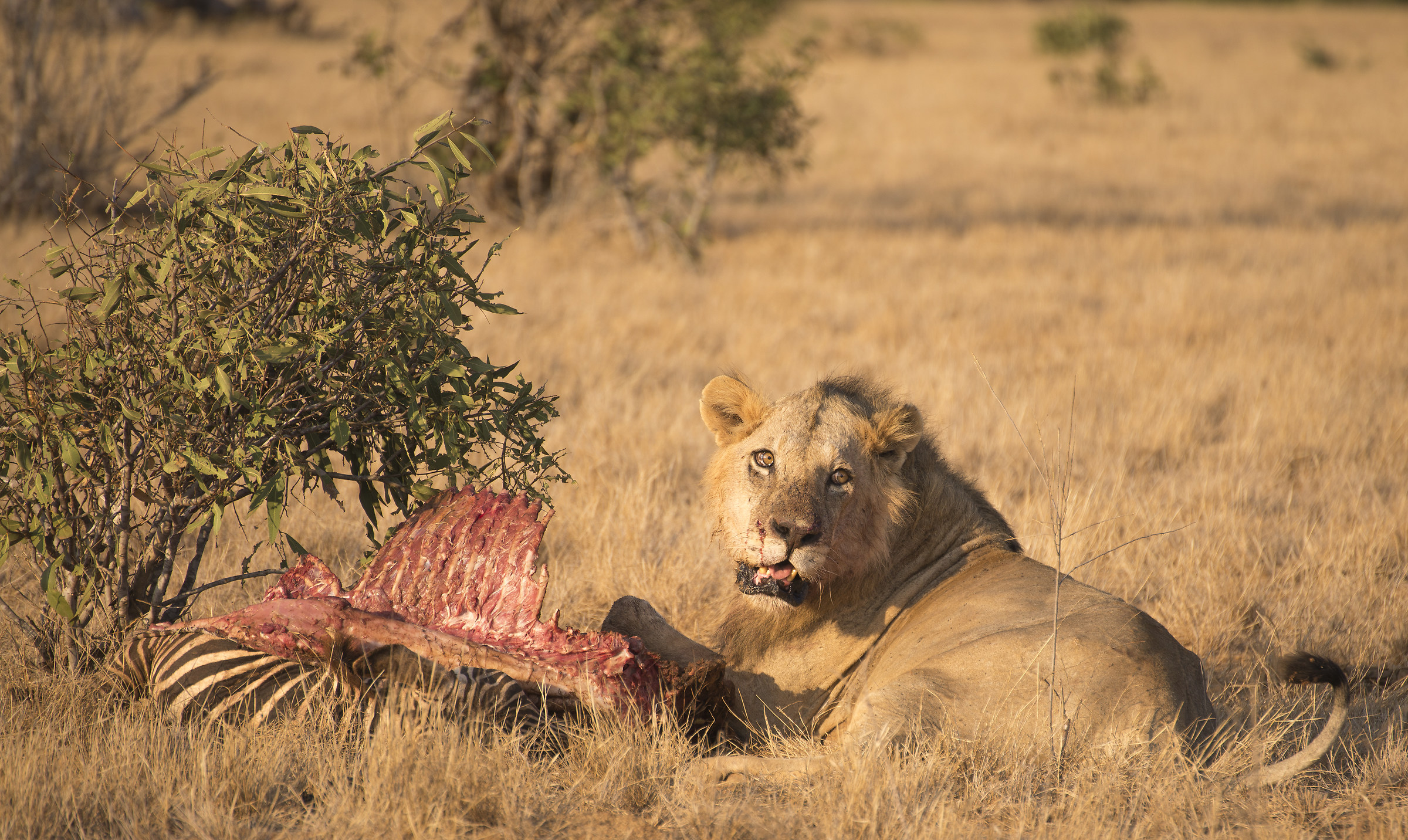 Lion with prey