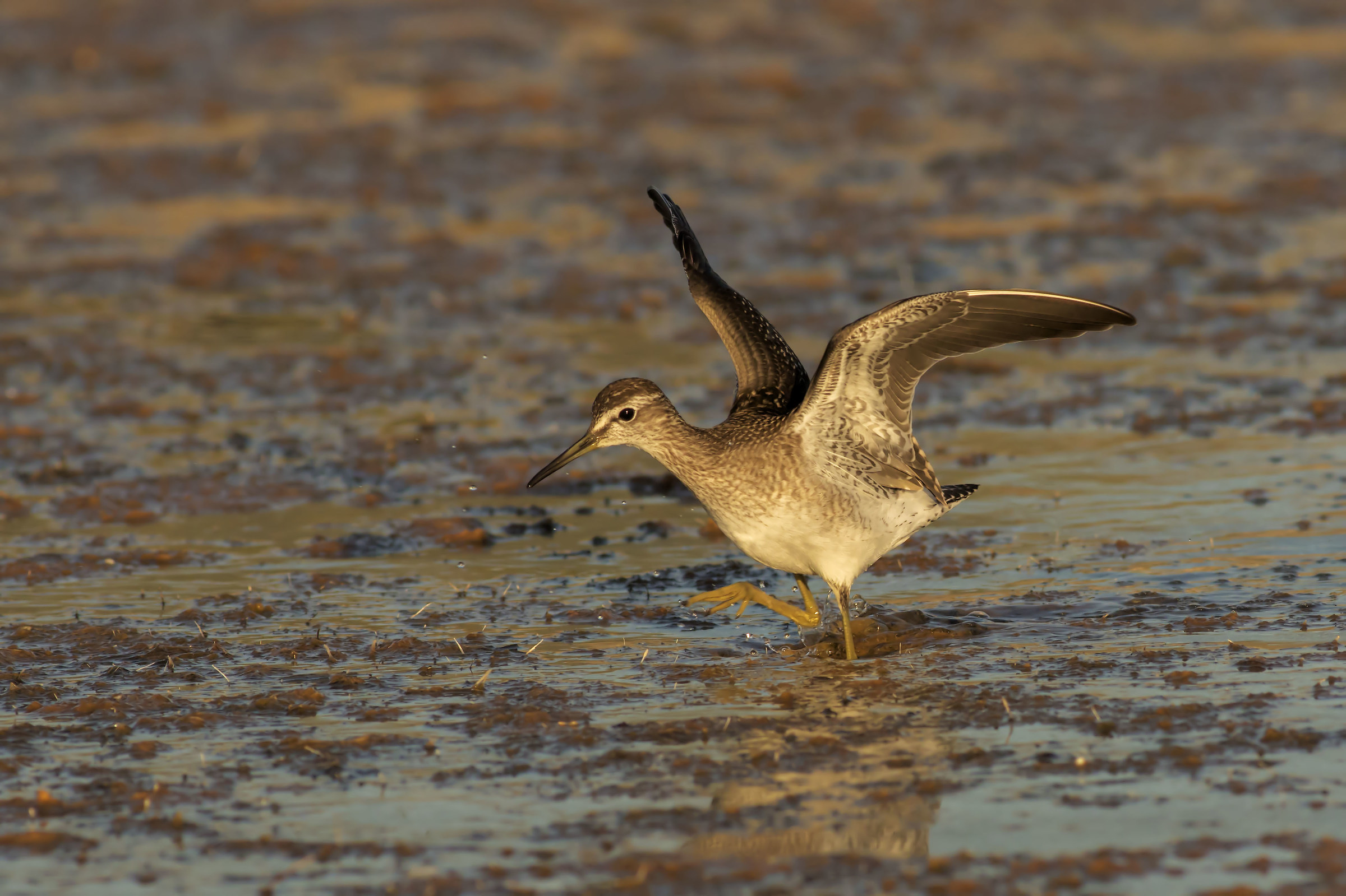 Wood Sandpiper