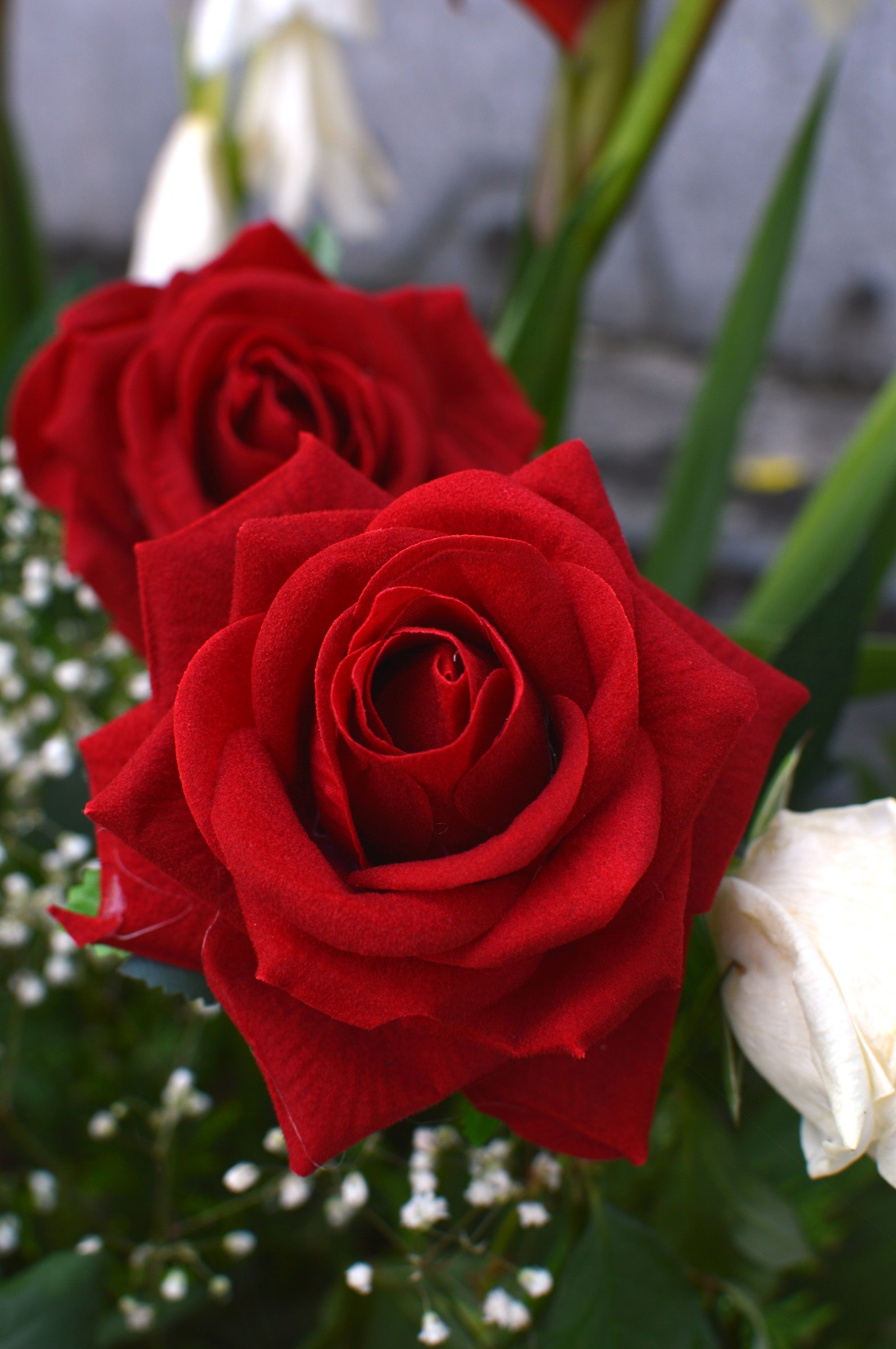 Red roses for you