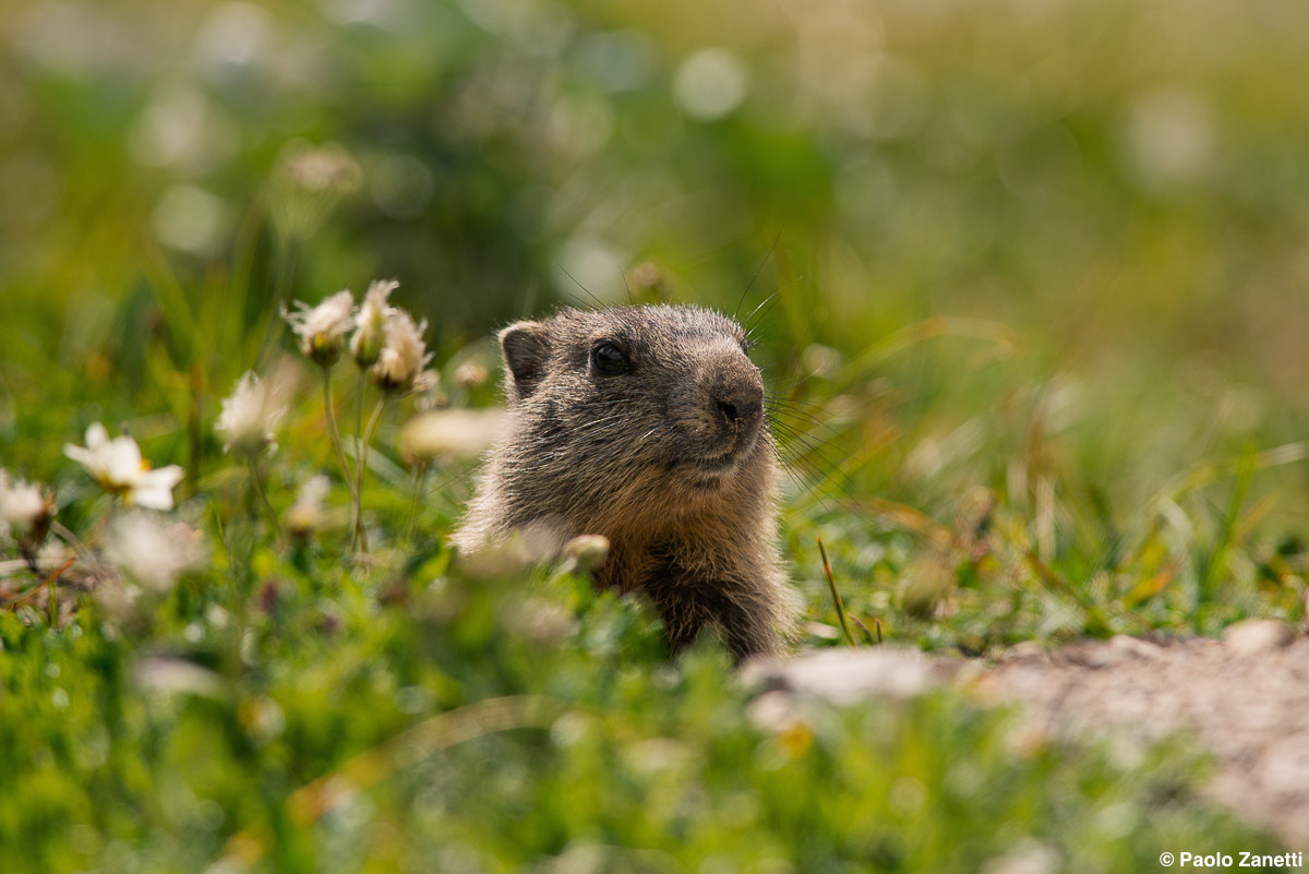 Marmot - Friulian Dolomites