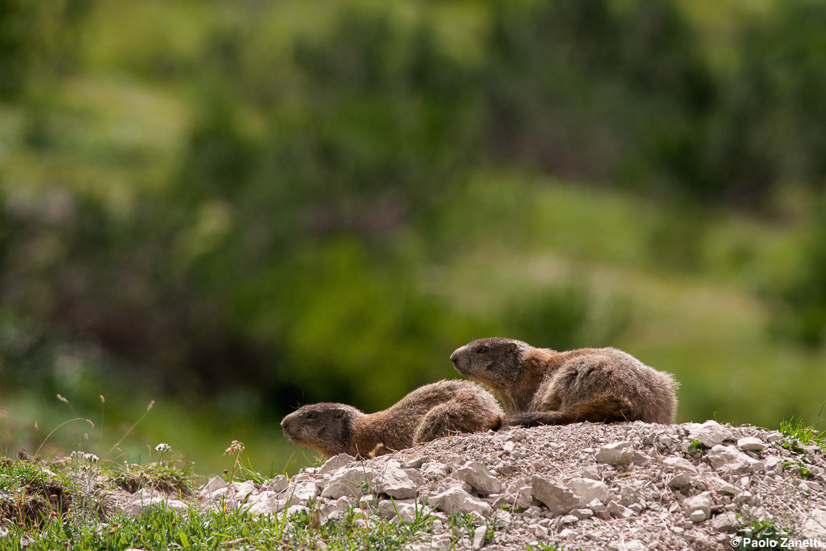 Marmot - Friulian Dolomites