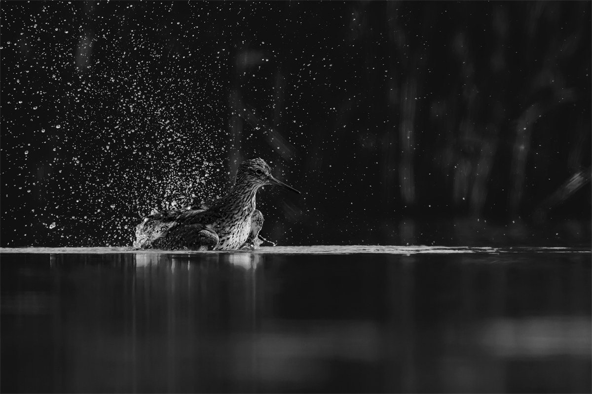 Gli schizzi della Pettegola