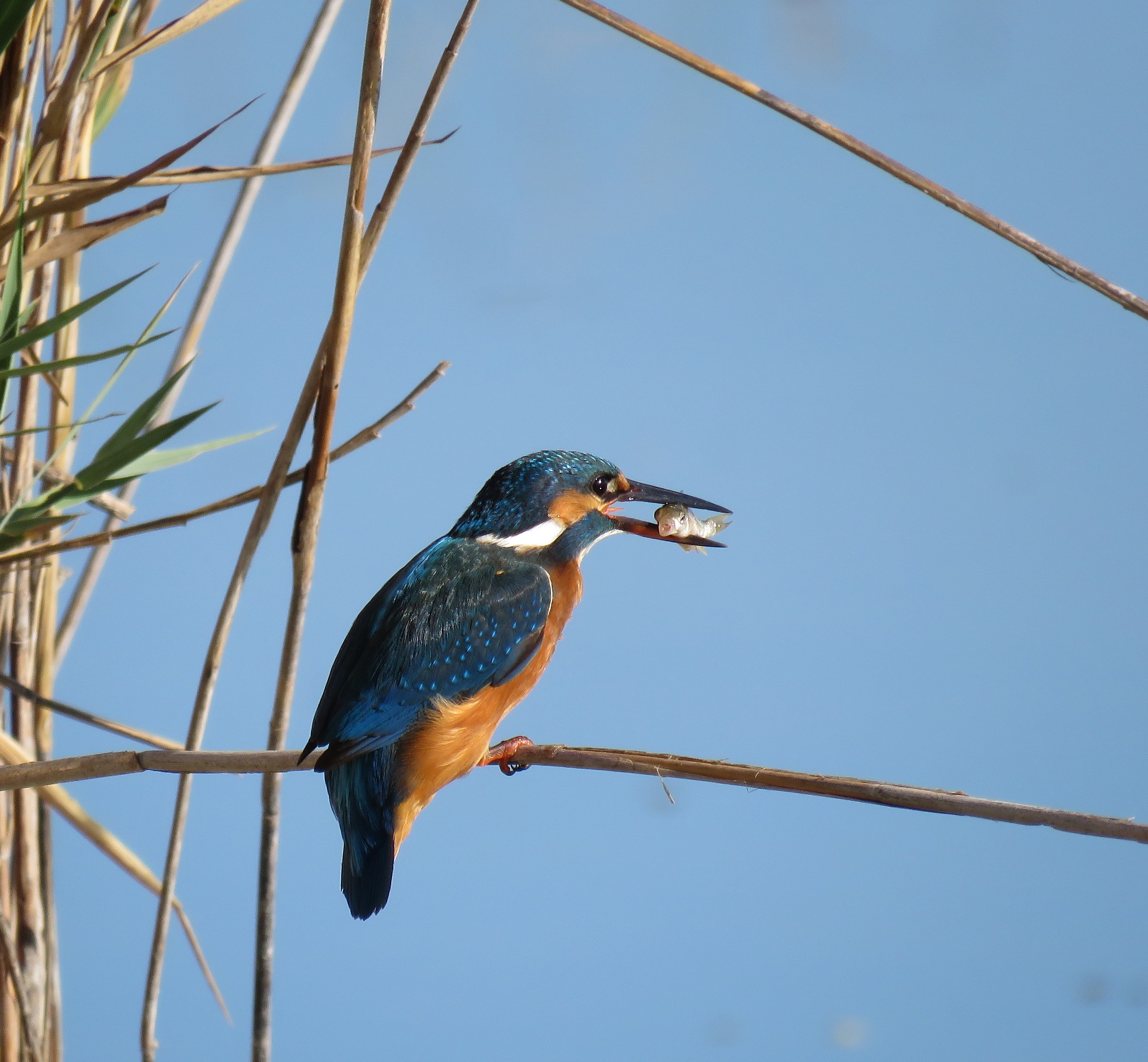 ... Deserved breakfast .....