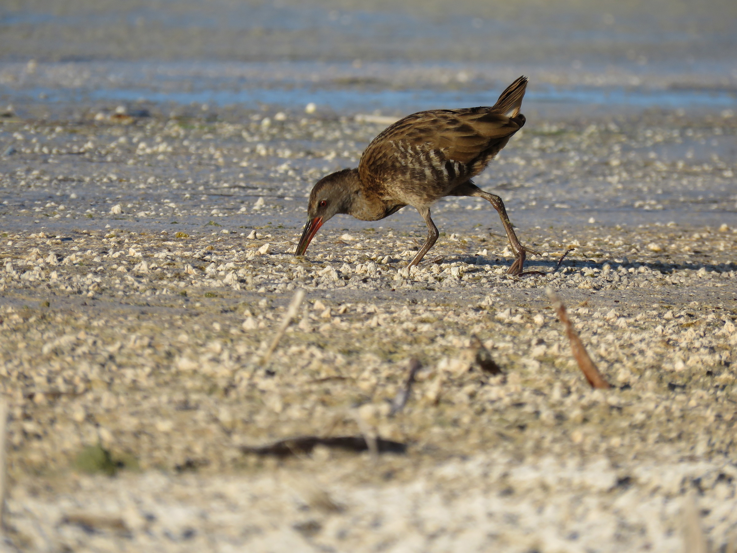Water Rail