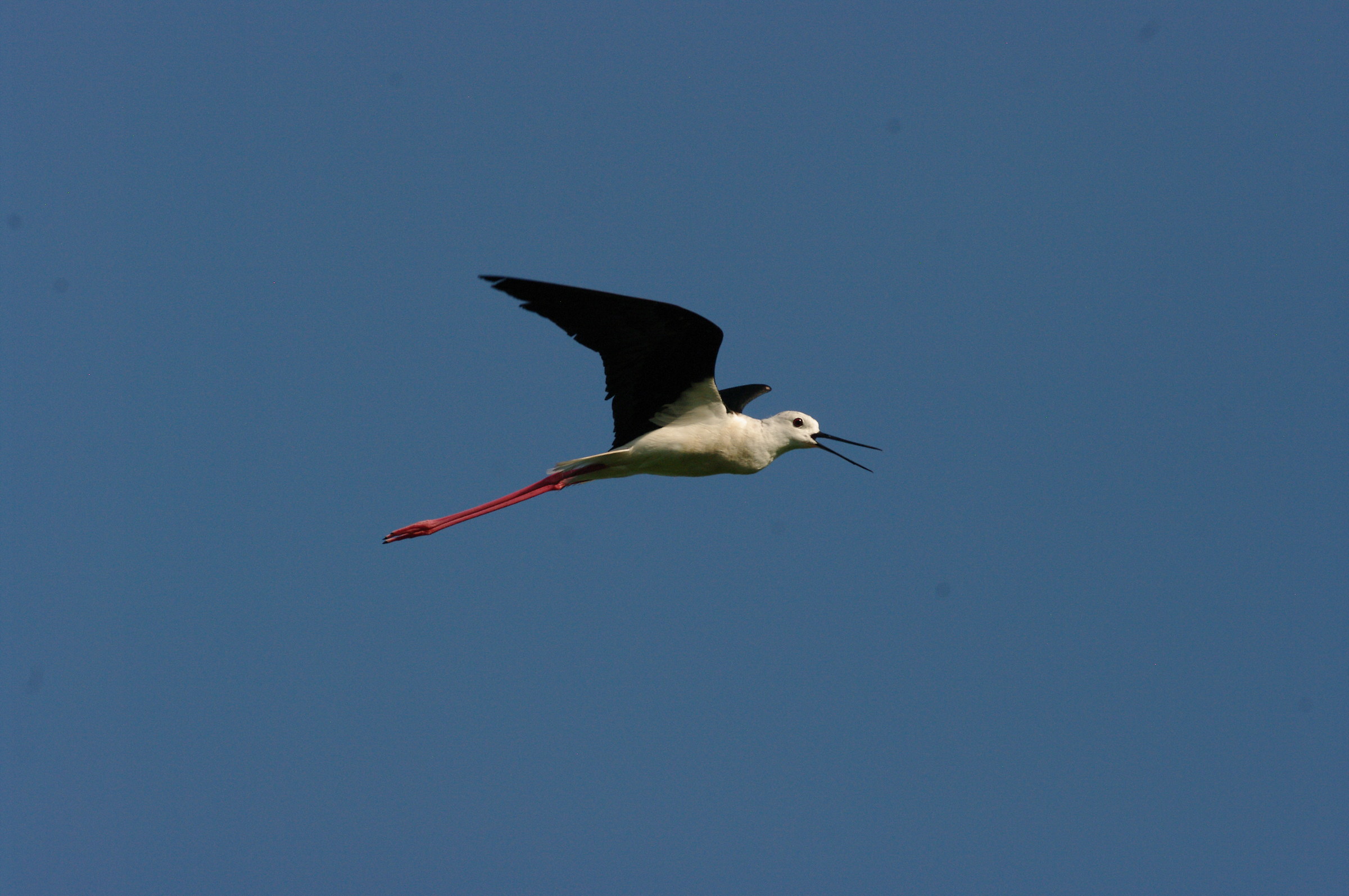 Cavagliere of Italy (Himantopus himantopus)