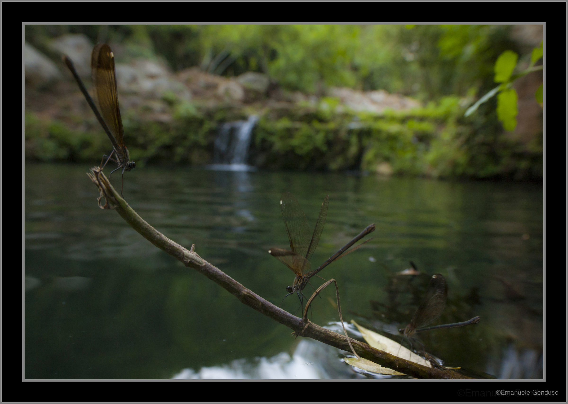 The three bridesmaids
