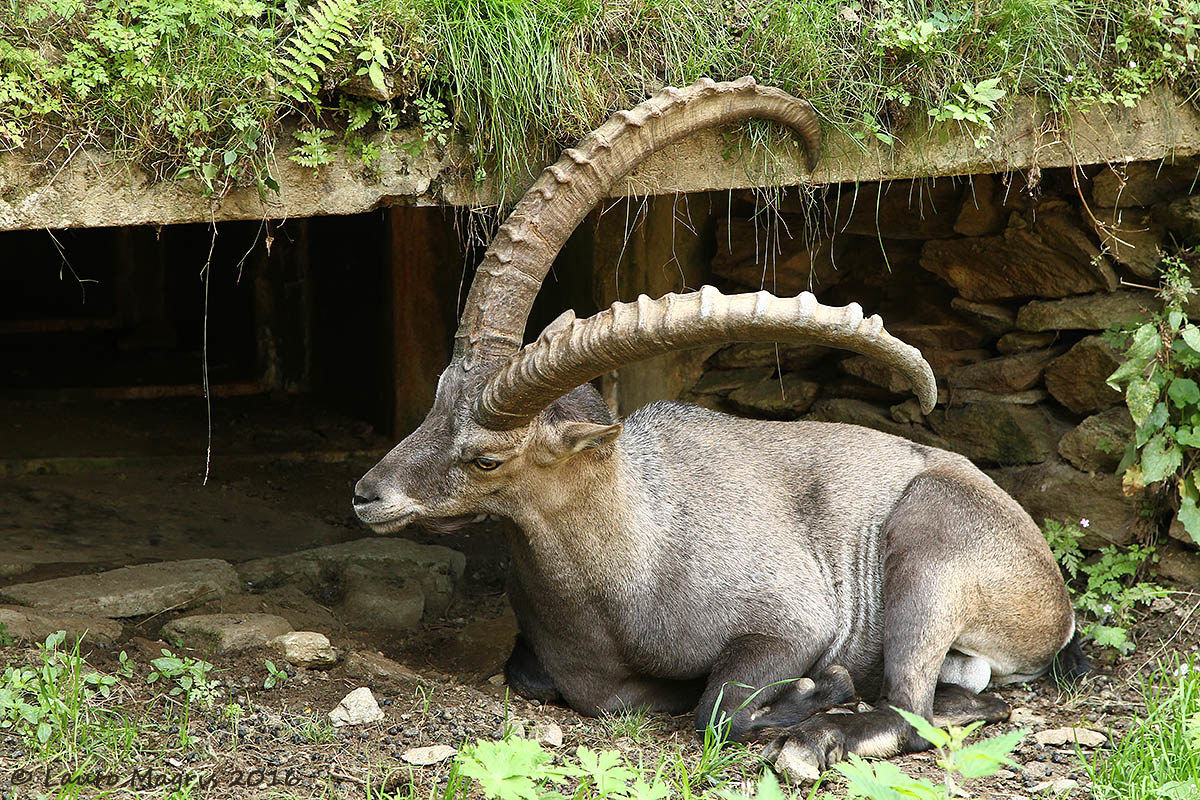 The mascot of the bunker