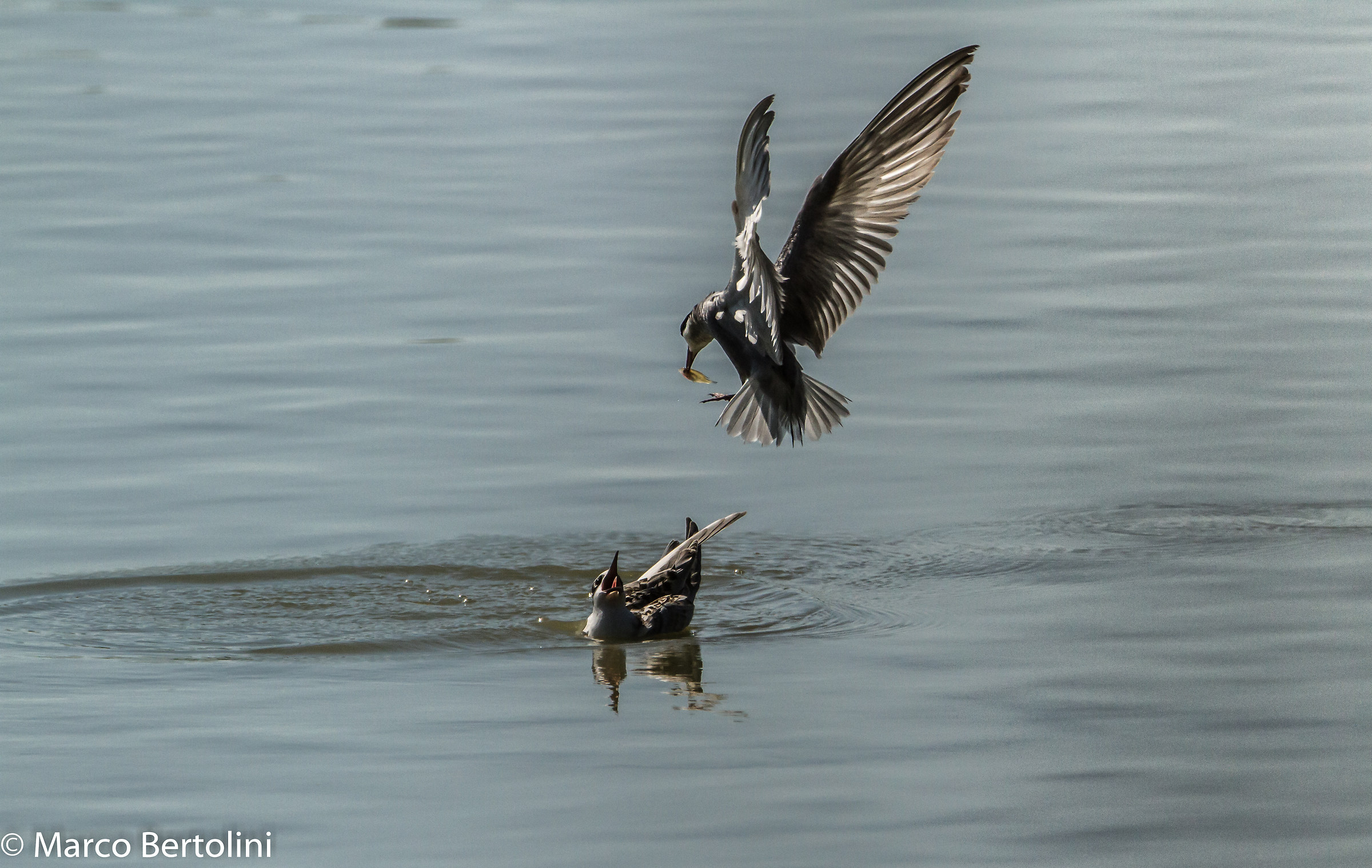Here comes the jelly .... black terns sealed