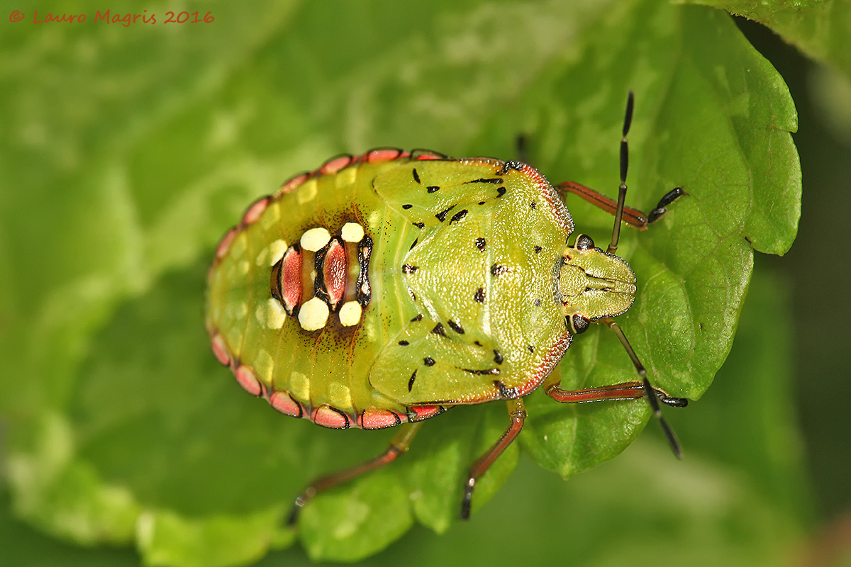 Neanide di Nezara viridula