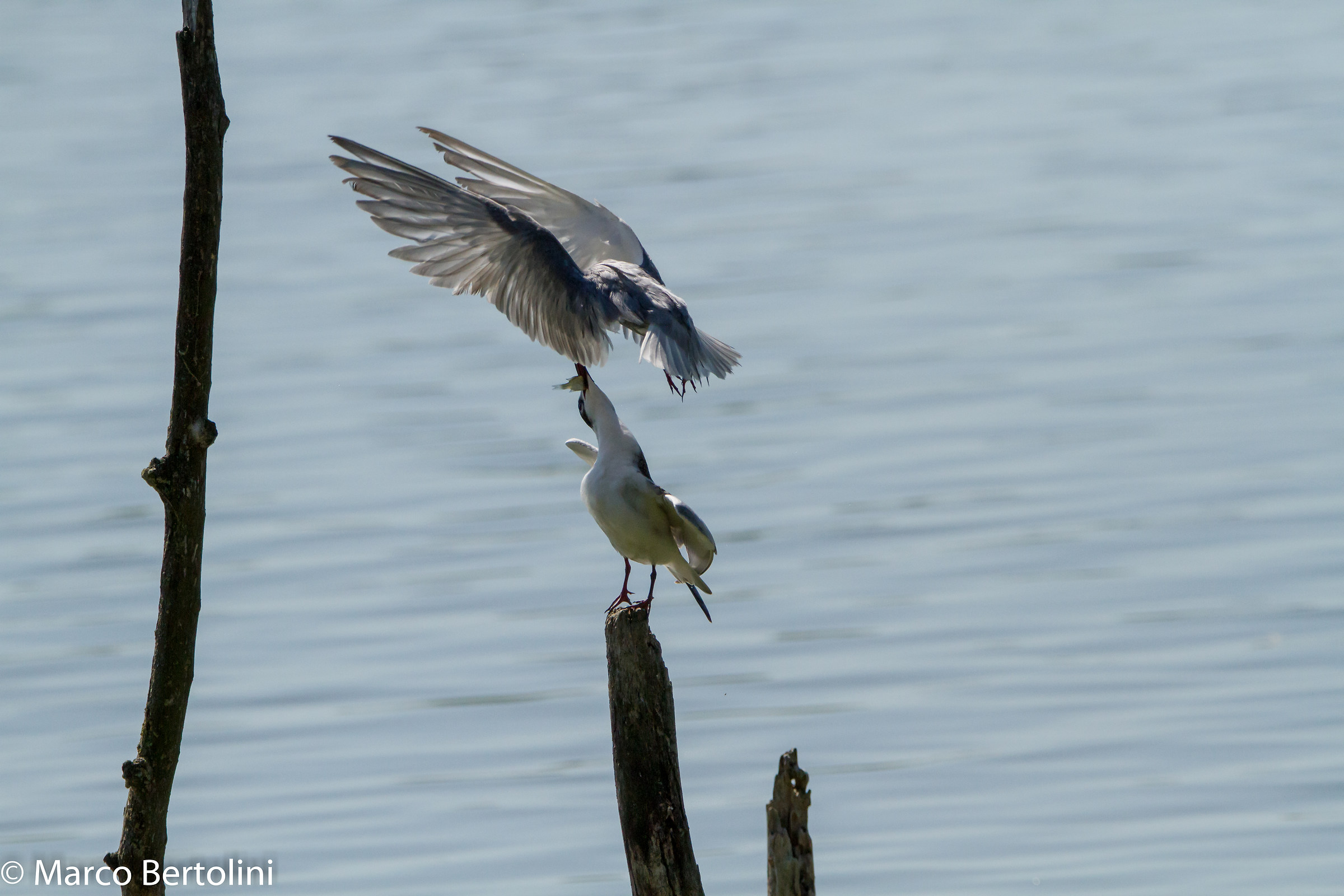 Sequence black terns leaded 1